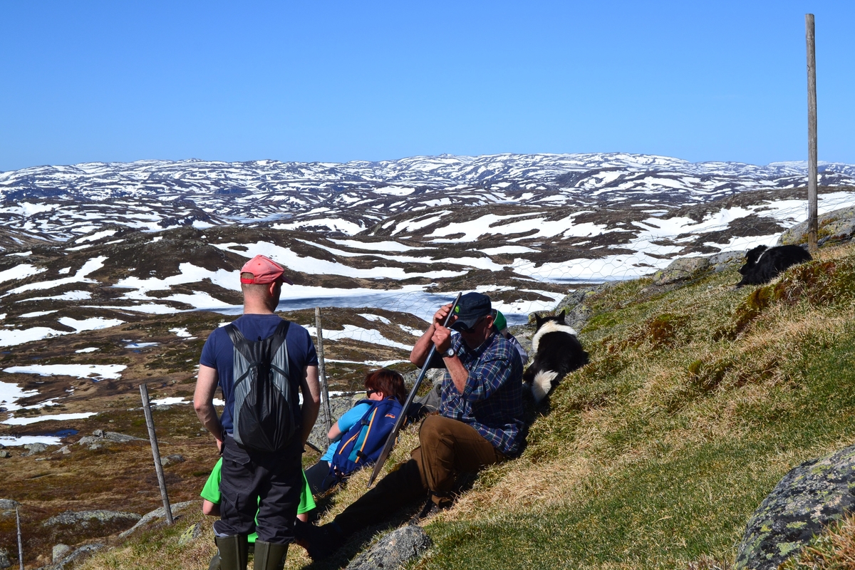 Martin Siqveland, Metter Østerhus, Karl Martin Mattingsdal, Arild Tuen og Odd Einar Lundervold tar en pause under gjerding på Smølerinden i Langeidsheia.