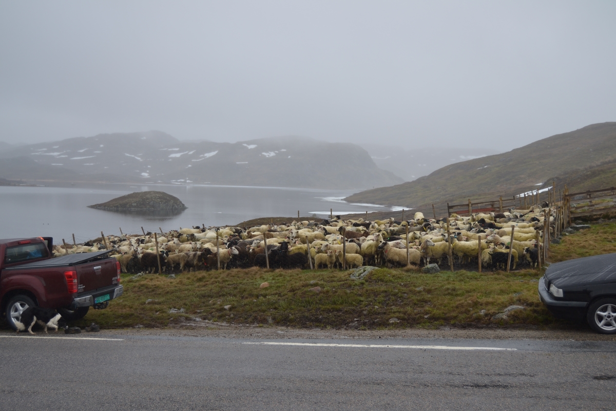 Bilete frå jaging av sau til heis. Bilete 1-3: oppsamlingsgard for å lesse av sauene for å finne lammene sine og roe seg etter transporten. Håhedlervatnet i bakgrunnen. Bilete 4-5: Kvil på hytteheia før Rågeloni, Bilete 6-8: Pause på sletta i Kotedalen i regnver. Bilete 9-10 på Flåto i nordre enden av Monsvatnet. Bilete 11-12: Jagegjengen tek ein pause ved Flåto (Endre Jonassen sit og Morgan Haga er heilt til høgre på neste bilete). Bilete 13-15: sauene er samla i garder ved hytta på Vidalega. Bilete 16: Svartfjeshode. Dei hadde slakta den nokre dagar før til ferskt kjøtt (noko legges i snøfonna, noko etes og noko saltas). Bilete 17-18: blodpannekaker med sjølvlaga flesk lagd av Karl Martin Mattingsdal som jagarane fekk når dei kom opp. Bilete 19: driving langs Vestre Tindevatnet. Bilete 20-21: Tindelego er inst på biledet. Bilete 22-23: pause ved Østre Tindevatn. Bilete 24-32: jaging i Tindedalen. Jagarane måtte bremse sauane litt fordi dei skulle passere eit smalt sted og då strekk flokken seg så mykje at man må stoppe dei for å halde kontroll på alle. Sauane var målretta. Bilete 31-35: Tjerna i toppen av Moltedalen. Bilete 36: Enden av Moltedalen med Lykkjevatnet i bakgrunnen. Bilete 37: Utsikt oppover Moltedalen. Bilete 38-45: Haug like ved Lykkjevatnet. Det blei tidlegare slått her og det har stått ei hytte her. Sauane roes ned før dei sleppes ved Lykkjevatnet. Bilete 46-48: Jagegjengen måtte over bekken som renn fra Grovledalen som renn inn i Lykkjevatnet. Mykje regn dagen før gjorde at dei måtte av med bukser og sko, men sokkar ble holdt på for å ikkje skrape føtene.  Bilete 49-56: Asbjørn Haga viser fram aure frå fjellvatn. Store og fine.