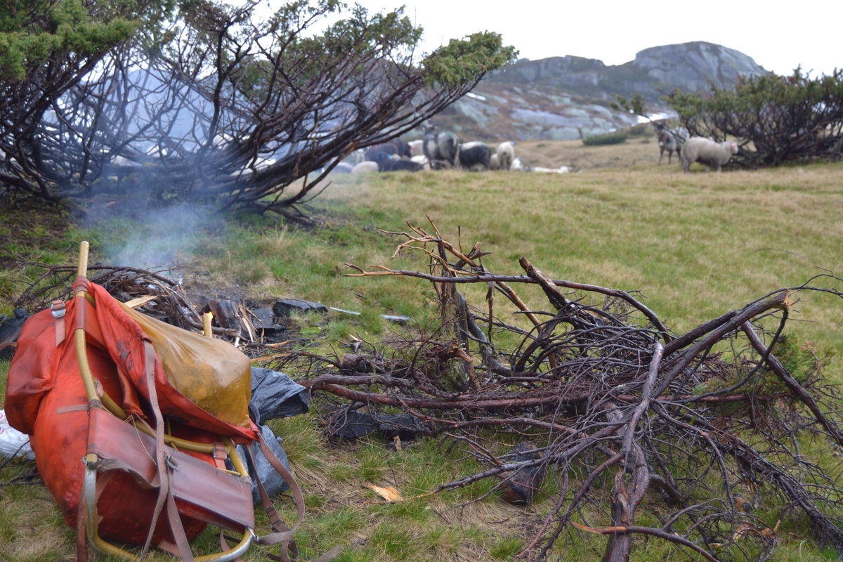Bilete frå jaging av sau til heis. Bilete 1-3: oppsamlingsgard for å lesse av sauene for å finne lammene sine og roe seg etter transporten. Håhedlervatnet i bakgrunnen. Bilete 4-5: Kvil på hytteheia før Rågeloni, Bilete 6-8: Pause på sletta i Kotedalen i regnver. Bilete 9-10 på Flåto i nordre enden av Monsvatnet. Bilete 11-12: Jagegjengen tek ein pause ved Flåto (Endre Jonassen sit og Morgan Haga er heilt til høgre på neste bilete). Bilete 13-15: sauene er samla i garder ved hytta på Vidalega. Bilete 16: Svartfjeshode. Dei hadde slakta den nokre dagar før til ferskt kjøtt (noko legges i snøfonna, noko etes og noko saltas). Bilete 17-18: blodpannekaker med sjølvlaga flesk lagd av Karl Martin Mattingsdal som jagarane fekk når dei kom opp. Bilete 19: driving langs Vestre Tindevatnet. Bilete 20-21: Tindelego er inst på biledet. Bilete 22-23: pause ved Østre Tindevatn. Bilete 24-32: jaging i Tindedalen. Jagarane måtte bremse sauane litt fordi dei skulle passere eit smalt sted og då strekk flokken seg så mykje at man må stoppe dei for å halde kontroll på alle. Sauane var målretta. Bilete 31-35: Tjerna i toppen av Moltedalen. Bilete 36: Enden av Moltedalen med Lykkjevatnet i bakgrunnen. Bilete 37: Utsikt oppover Moltedalen. Bilete 38-45: Haug like ved Lykkjevatnet. Det blei tidlegare slått her og det har stått ei hytte her. Sauane roes ned før dei sleppes ved Lykkjevatnet. Bilete 46-48: Jagegjengen måtte over bekken som renn fra Grovledalen som renn inn i Lykkjevatnet. Mykje regn dagen før gjorde at dei måtte av med bukser og sko, men sokkar ble holdt på for å ikkje skrape føtene.  Bilete 49-56: Asbjørn Haga viser fram aure frå fjellvatn. Store og fine.
