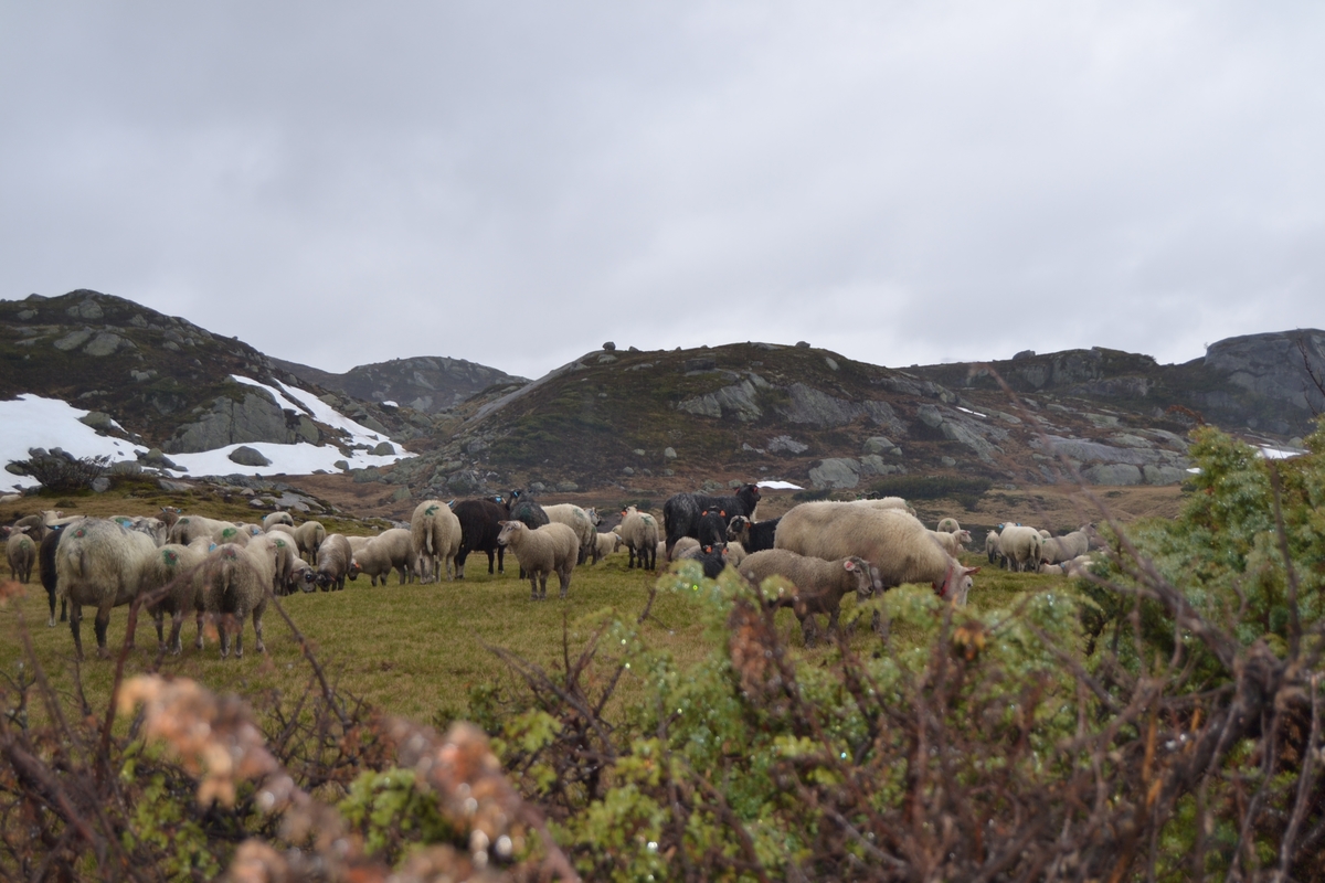 Bilete frå jaging av sau til heis. Bilete 1-3: oppsamlingsgard for å lesse av sauene for å finne lammene sine og roe seg etter transporten. Håhedlervatnet i bakgrunnen. Bilete 4-5: Kvil på hytteheia før Rågeloni, Bilete 6-8: Pause på sletta i Kotedalen i regnver. Bilete 9-10 på Flåto i nordre enden av Monsvatnet. Bilete 11-12: Jagegjengen tek ein pause ved Flåto (Endre Jonassen sit og Morgan Haga er heilt til høgre på neste bilete). Bilete 13-15: sauene er samla i garder ved hytta på Vidalega. Bilete 16: Svartfjeshode. Dei hadde slakta den nokre dagar før til ferskt kjøtt (noko legges i snøfonna, noko etes og noko saltas). Bilete 17-18: blodpannekaker med sjølvlaga flesk lagd av Karl Martin Mattingsdal som jagarane fekk når dei kom opp. Bilete 19: driving langs Vestre Tindevatnet. Bilete 20-21: Tindelego er inst på biledet. Bilete 22-23: pause ved Østre Tindevatn. Bilete 24-32: jaging i Tindedalen. Jagarane måtte bremse sauane litt fordi dei skulle passere eit smalt sted og då strekk flokken seg så mykje at man må stoppe dei for å halde kontroll på alle. Sauane var målretta. Bilete 31-35: Tjerna i toppen av Moltedalen. Bilete 36: Enden av Moltedalen med Lykkjevatnet i bakgrunnen. Bilete 37: Utsikt oppover Moltedalen. Bilete 38-45: Haug like ved Lykkjevatnet. Det blei tidlegare slått her og det har stått ei hytte her. Sauane roes ned før dei sleppes ved Lykkjevatnet. Bilete 46-48: Jagegjengen måtte over bekken som renn fra Grovledalen som renn inn i Lykkjevatnet. Mykje regn dagen før gjorde at dei måtte av med bukser og sko, men sokkar ble holdt på for å ikkje skrape føtene.  Bilete 49-56: Asbjørn Haga viser fram aure frå fjellvatn. Store og fine.