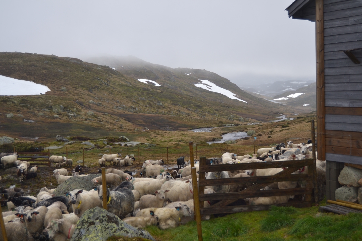 Bilete frå jaging av sau til heis. Bilete 1-3: oppsamlingsgard for å lesse av sauene for å finne lammene sine og roe seg etter transporten. Håhedlervatnet i bakgrunnen. Bilete 4-5: Kvil på hytteheia før Rågeloni, Bilete 6-8: Pause på sletta i Kotedalen i regnver. Bilete 9-10 på Flåto i nordre enden av Monsvatnet. Bilete 11-12: Jagegjengen tek ein pause ved Flåto (Endre Jonassen sit og Morgan Haga er heilt til høgre på neste bilete). Bilete 13-15: sauene er samla i garder ved hytta på Vidalega. Bilete 16: Svartfjeshode. Dei hadde slakta den nokre dagar før til ferskt kjøtt (noko legges i snøfonna, noko etes og noko saltas). Bilete 17-18: blodpannekaker med sjølvlaga flesk lagd av Karl Martin Mattingsdal som jagarane fekk når dei kom opp. Bilete 19: driving langs Vestre Tindevatnet. Bilete 20-21: Tindelego er inst på biledet. Bilete 22-23: pause ved Østre Tindevatn. Bilete 24-32: jaging i Tindedalen. Jagarane måtte bremse sauane litt fordi dei skulle passere eit smalt sted og då strekk flokken seg så mykje at man må stoppe dei for å halde kontroll på alle. Sauane var målretta. Bilete 31-35: Tjerna i toppen av Moltedalen. Bilete 36: Enden av Moltedalen med Lykkjevatnet i bakgrunnen. Bilete 37: Utsikt oppover Moltedalen. Bilete 38-45: Haug like ved Lykkjevatnet. Det blei tidlegare slått her og det har stått ei hytte her. Sauane roes ned før dei sleppes ved Lykkjevatnet. Bilete 46-48: Jagegjengen måtte over bekken som renn fra Grovledalen som renn inn i Lykkjevatnet. Mykje regn dagen før gjorde at dei måtte av med bukser og sko, men sokkar ble holdt på for å ikkje skrape føtene.  Bilete 49-56: Asbjørn Haga viser fram aure frå fjellvatn. Store og fine.