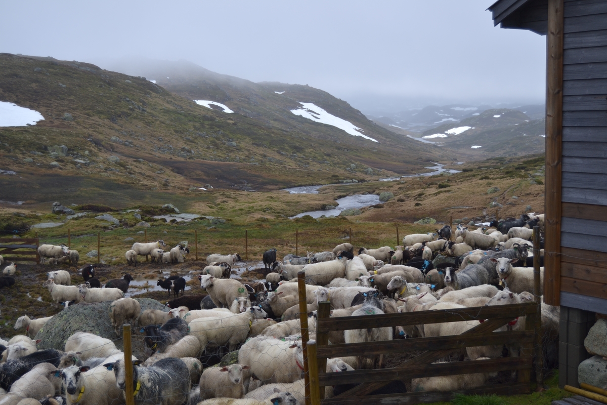 Bilete frå jaging av sau til heis. Bilete 1-3: oppsamlingsgard for å lesse av sauene for å finne lammene sine og roe seg etter transporten. Håhedlervatnet i bakgrunnen. Bilete 4-5: Kvil på hytteheia før Rågeloni, Bilete 6-8: Pause på sletta i Kotedalen i regnver. Bilete 9-10 på Flåto i nordre enden av Monsvatnet. Bilete 11-12: Jagegjengen tek ein pause ved Flåto (Endre Jonassen sit og Morgan Haga er heilt til høgre på neste bilete). Bilete 13-15: sauene er samla i garder ved hytta på Vidalega. Bilete 16: Svartfjeshode. Dei hadde slakta den nokre dagar før til ferskt kjøtt (noko legges i snøfonna, noko etes og noko saltas). Bilete 17-18: blodpannekaker med sjølvlaga flesk lagd av Karl Martin Mattingsdal som jagarane fekk når dei kom opp. Bilete 19: driving langs Vestre Tindevatnet. Bilete 20-21: Tindelego er inst på biledet. Bilete 22-23: pause ved Østre Tindevatn. Bilete 24-32: jaging i Tindedalen. Jagarane måtte bremse sauane litt fordi dei skulle passere eit smalt sted og då strekk flokken seg så mykje at man må stoppe dei for å halde kontroll på alle. Sauane var målretta. Bilete 31-35: Tjerna i toppen av Moltedalen. Bilete 36: Enden av Moltedalen med Lykkjevatnet i bakgrunnen. Bilete 37: Utsikt oppover Moltedalen. Bilete 38-45: Haug like ved Lykkjevatnet. Det blei tidlegare slått her og det har stått ei hytte her. Sauane roes ned før dei sleppes ved Lykkjevatnet. Bilete 46-48: Jagegjengen måtte over bekken som renn fra Grovledalen som renn inn i Lykkjevatnet. Mykje regn dagen før gjorde at dei måtte av med bukser og sko, men sokkar ble holdt på for å ikkje skrape føtene.  Bilete 49-56: Asbjørn Haga viser fram aure frå fjellvatn. Store og fine.