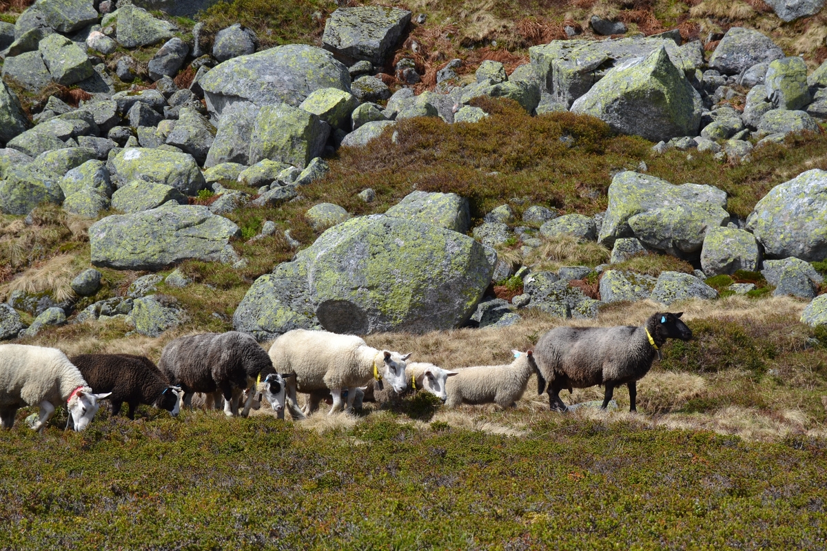 Bilete frå jaging av sau til heis. Bilete 1-3: oppsamlingsgard for å lesse av sauene for å finne lammene sine og roe seg etter transporten. Håhedlervatnet i bakgrunnen. Bilete 4-5: Kvil på hytteheia før Rågeloni, Bilete 6-8: Pause på sletta i Kotedalen i regnver. Bilete 9-10 på Flåto i nordre enden av Monsvatnet. Bilete 11-12: Jagegjengen tek ein pause ved Flåto (Endre Jonassen sit og Morgan Haga er heilt til høgre på neste bilete). Bilete 13-15: sauene er samla i garder ved hytta på Vidalega. Bilete 16: Svartfjeshode. Dei hadde slakta den nokre dagar før til ferskt kjøtt (noko legges i snøfonna, noko etes og noko saltas). Bilete 17-18: blodpannekaker med sjølvlaga flesk lagd av Karl Martin Mattingsdal som jagarane fekk når dei kom opp. Bilete 19: driving langs Vestre Tindevatnet. Bilete 20-21: Tindelego er inst på biledet. Bilete 22-23: pause ved Østre Tindevatn. Bilete 24-32: jaging i Tindedalen. Jagarane måtte bremse sauane litt fordi dei skulle passere eit smalt sted og då strekk flokken seg så mykje at man må stoppe dei for å halde kontroll på alle. Sauane var målretta. Bilete 31-35: Tjerna i toppen av Moltedalen. Bilete 36: Enden av Moltedalen med Lykkjevatnet i bakgrunnen. Bilete 37: Utsikt oppover Moltedalen. Bilete 38-45: Haug like ved Lykkjevatnet. Det blei tidlegare slått her og det har stått ei hytte her. Sauane roes ned før dei sleppes ved Lykkjevatnet. Bilete 46-48: Jagegjengen måtte over bekken som renn fra Grovledalen som renn inn i Lykkjevatnet. Mykje regn dagen før gjorde at dei måtte av med bukser og sko, men sokkar ble holdt på for å ikkje skrape føtene.  Bilete 49-56: Asbjørn Haga viser fram aure frå fjellvatn. Store og fine.