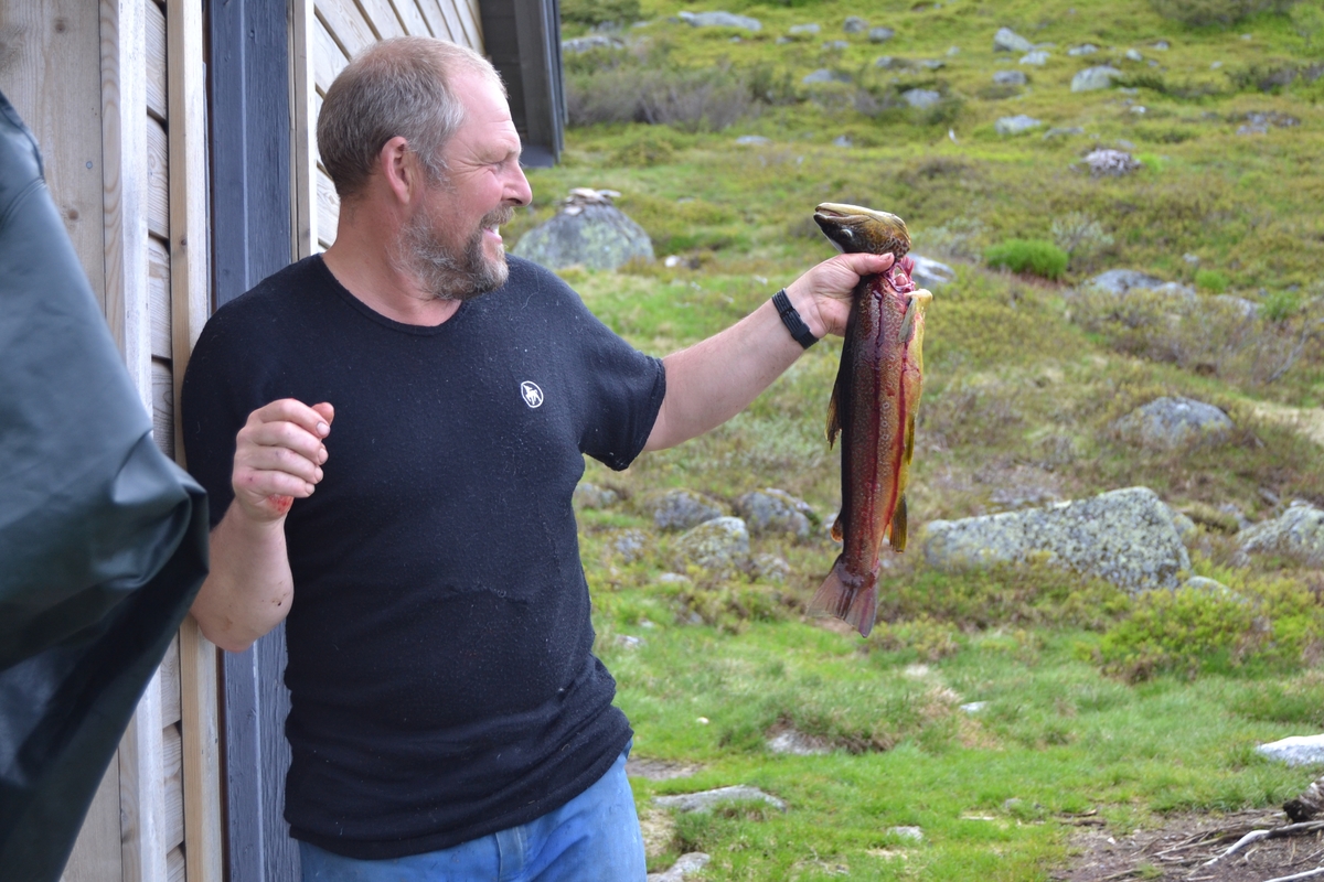 Bilete frå jaging av sau til heis. Bilete 1-3: oppsamlingsgard for å lesse av sauene for å finne lammene sine og roe seg etter transporten. Håhedlervatnet i bakgrunnen. Bilete 4-5: Kvil på hytteheia før Rågeloni, Bilete 6-8: Pause på sletta i Kotedalen i regnver. Bilete 9-10 på Flåto i nordre enden av Monsvatnet. Bilete 11-12: Jagegjengen tek ein pause ved Flåto (Endre Jonassen sit og Morgan Haga er heilt til høgre på neste bilete). Bilete 13-15: sauene er samla i garder ved hytta på Vidalega. Bilete 16: Svartfjeshode. Dei hadde slakta den nokre dagar før til ferskt kjøtt (noko legges i snøfonna, noko etes og noko saltas). Bilete 17-18: blodpannekaker med sjølvlaga flesk lagd av Karl Martin Mattingsdal som jagarane fekk når dei kom opp. Bilete 19: driving langs Vestre Tindevatnet. Bilete 20-21: Tindelego er inst på biledet. Bilete 22-23: pause ved Østre Tindevatn. Bilete 24-32: jaging i Tindedalen. Jagarane måtte bremse sauane litt fordi dei skulle passere eit smalt sted og då strekk flokken seg så mykje at man må stoppe dei for å halde kontroll på alle. Sauane var målretta. Bilete 31-35: Tjerna i toppen av Moltedalen. Bilete 36: Enden av Moltedalen med Lykkjevatnet i bakgrunnen. Bilete 37: Utsikt oppover Moltedalen. Bilete 38-45: Haug like ved Lykkjevatnet. Det blei tidlegare slått her og det har stått ei hytte her. Sauane roes ned før dei sleppes ved Lykkjevatnet. Bilete 46-48: Jagegjengen måtte over bekken som renn fra Grovledalen som renn inn i Lykkjevatnet. Mykje regn dagen før gjorde at dei måtte av med bukser og sko, men sokkar ble holdt på for å ikkje skrape føtene.  Bilete 49-56: Asbjørn Haga viser fram aure frå fjellvatn. Store og fine.