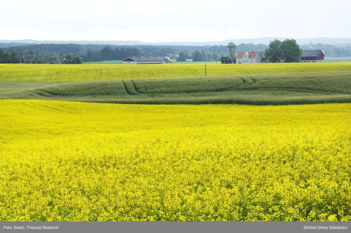 Kulturlandskap i Østfold. I nærhet av Rakkestad flyplass på Åstorp.  Rapsåker.