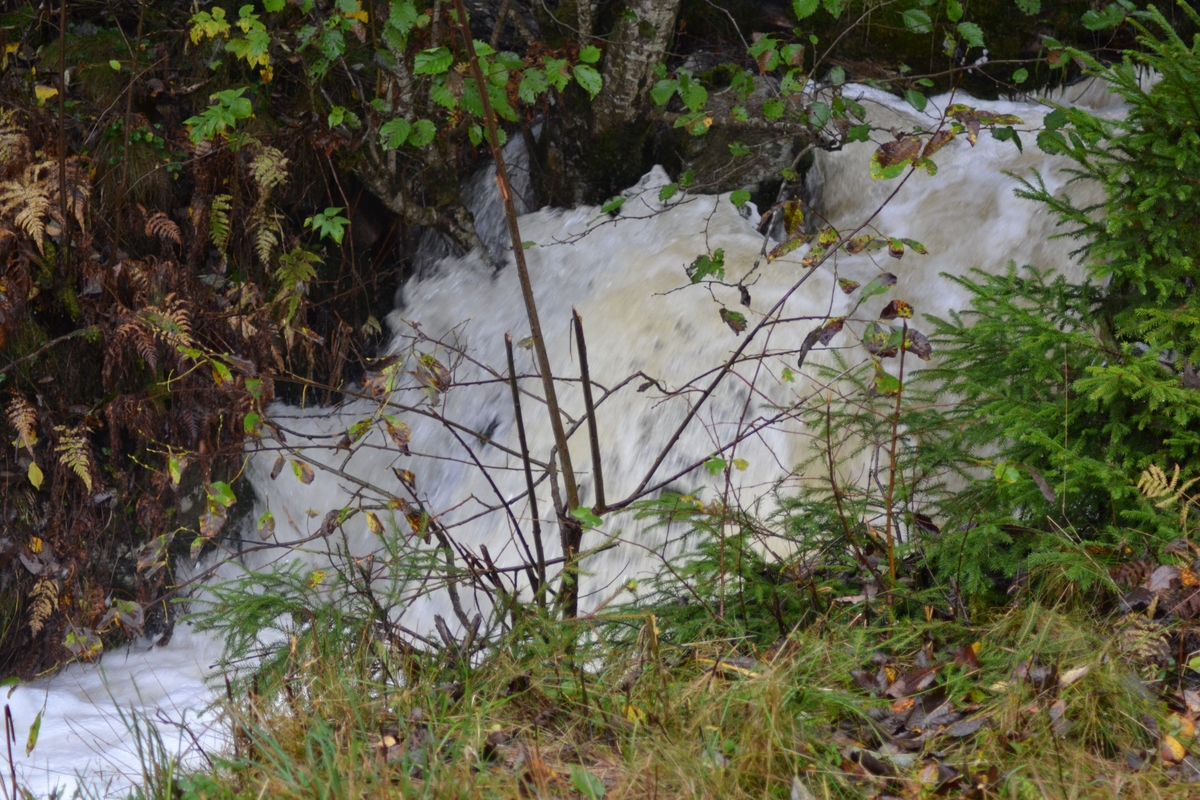 Asbjørn Haga skulle vere med på ettersanking av sauer i heia, men flaum gjorde at dei måtte vente til neste helg. Det var mykje vatn i Langeid. Dei tok med ein flokk med sauer som noken andre hadde tatt ned frå heia.