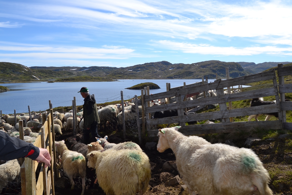Bilder frå driving av sau frå Sandvigvatnet ved Suleskarvegen til Fjesjevassteane i Langvassheii. Det er rundt 850 sauer i flokken. Dei startar i avslessingsgarden og går langs Rågeloni og over brua som Jæren Smalalag har lagd over Sandvassåna.