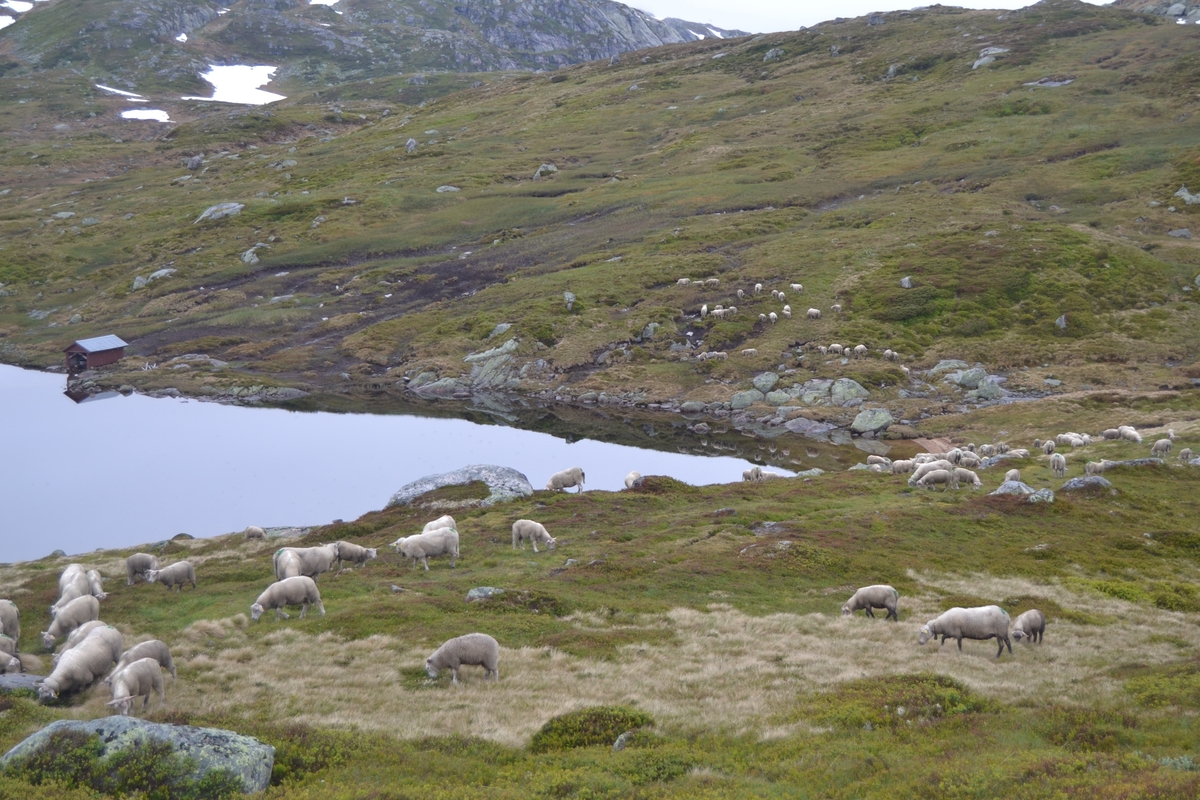 Tom Honnemyr, Solfrid Nevland, Leya (frå Brasil) og Asbjørn Haga driv sauene til NMBU Veterinærhøgskolen frå Rosskreppfjorden til litt innanfor Fantekvæven ved Rjuven. Det er omlag 180 sauer og dei er merkt med ein stor, grønn "H" i rumpa.