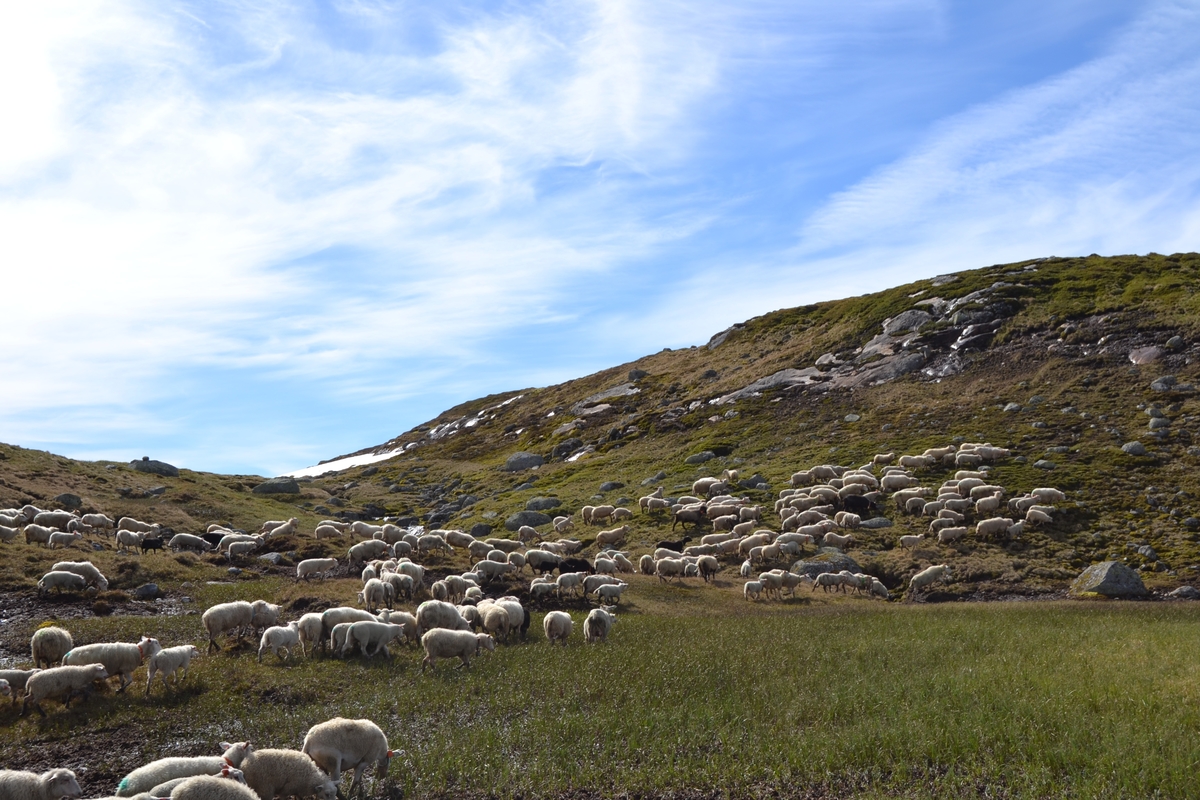 Bilder frå driving av sau frå Sandvigvatnet ved Suleskarvegen til Fjesjevassteane i Langvassheii. Det er rundt 850 sauer i flokken. Dei startar i avslessingsgarden og går langs Rågeloni og over brua som Jæren Smalalag har lagd over Sandvassåna.