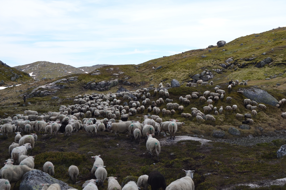 Bilder frå driving av sau frå Sandvigvatnet ved Suleskarvegen til Fjesjevassteane i Langvassheii. Det er rundt 850 sauer i flokken. Dei startar i avslessingsgarden og går langs Rågeloni og over brua som Jæren Smalalag har lagd over Sandvassåna.