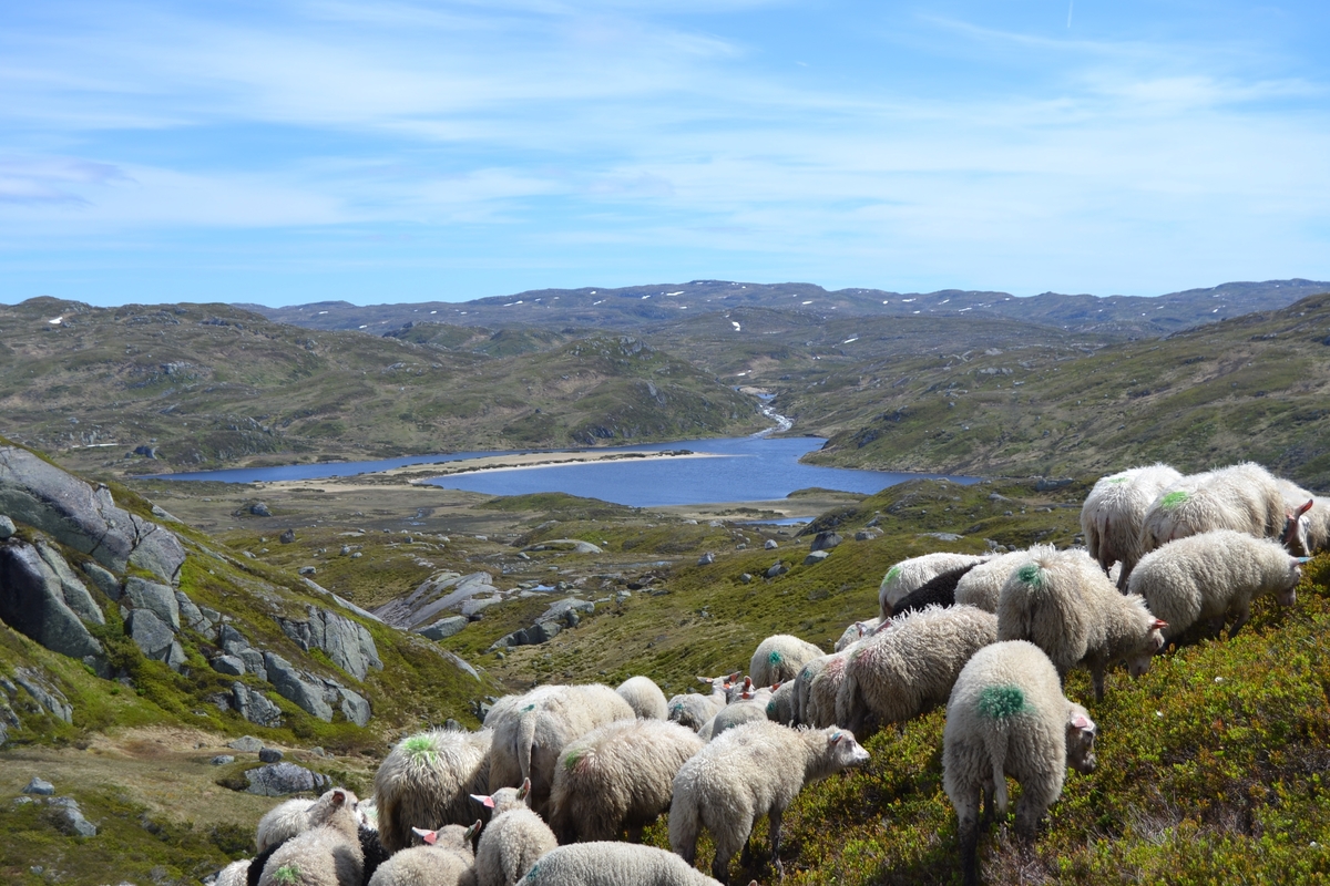 Bilder frå driving av sau frå Sandvigvatnet ved Suleskarvegen til Fjesjevassteane i Langvassheii. Det er rundt 850 sauer i flokken. Dei startar i avslessingsgarden og går langs Rågeloni og over brua som Jæren Smalalag har lagd over Sandvassåna.
