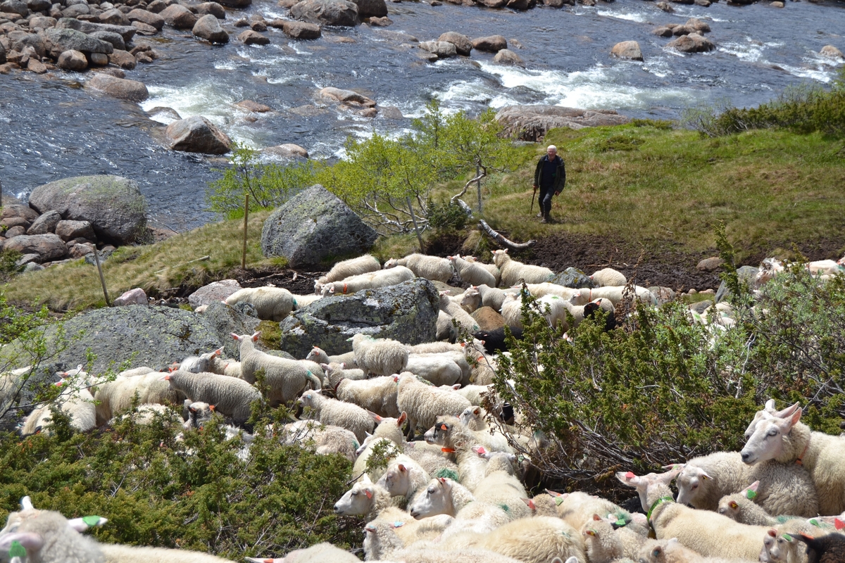 Bilder frå driving av sau frå Sandvigvatnet ved Suleskarvegen til Fjesjevassteane i Langvassheii. Det er rundt 850 sauer i flokken. Dei startar i avslessingsgarden og går langs Rågeloni og over brua som Jæren Smalalag har lagd over Sandvassåna.