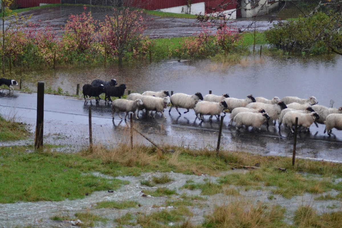 Asbjørn Haga skulle vere med på ettersanking av sauer i heia, men flaum gjorde at dei måtte vente til neste helg. Det var mykje vatn i Langeid. Dei tok med ein flokk med sauer som noken andre hadde tatt ned frå heia.