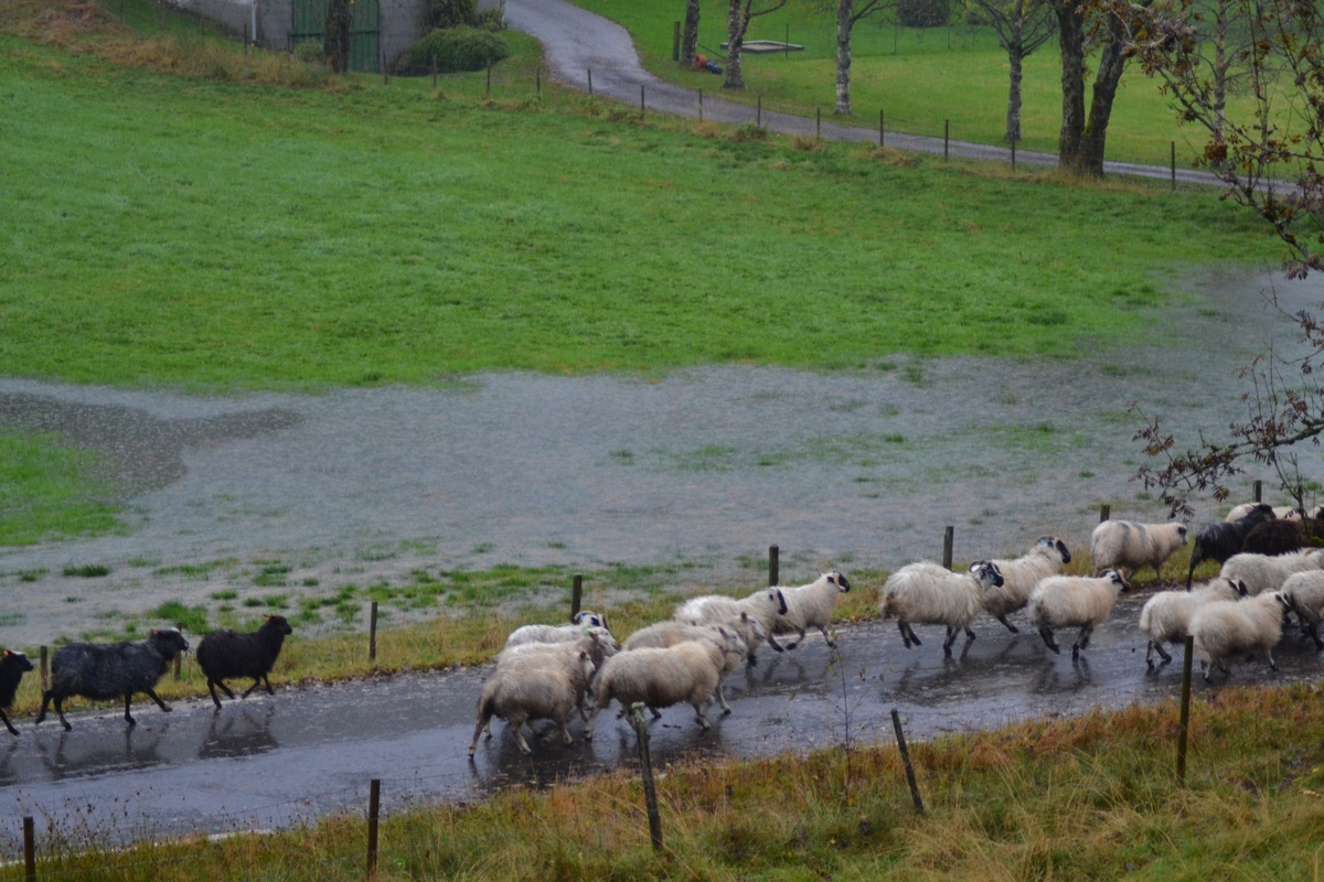 Asbjørn Haga skulle vere med på ettersanking av sauer i heia, men flaum gjorde at dei måtte vente til neste helg. Det var mykje vatn i Langeid. Dei tok med ein flokk med sauer som noken andre hadde tatt ned frå heia.