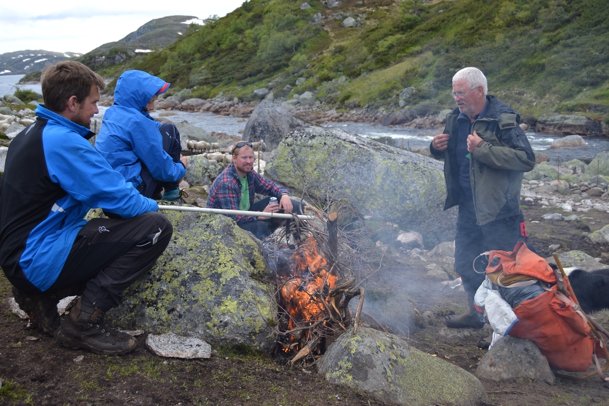 Bilder frå driving av sau frå Sandvigvatnet ved Suleskarvegen til Fjesjevassteane i Langvassheii. Det er rundt 850 sauer i flokken. Dei startar i avslessingsgarden og går langs Rågeloni og over brua som Jæren Smalalag har lagd over Sandvassåna.