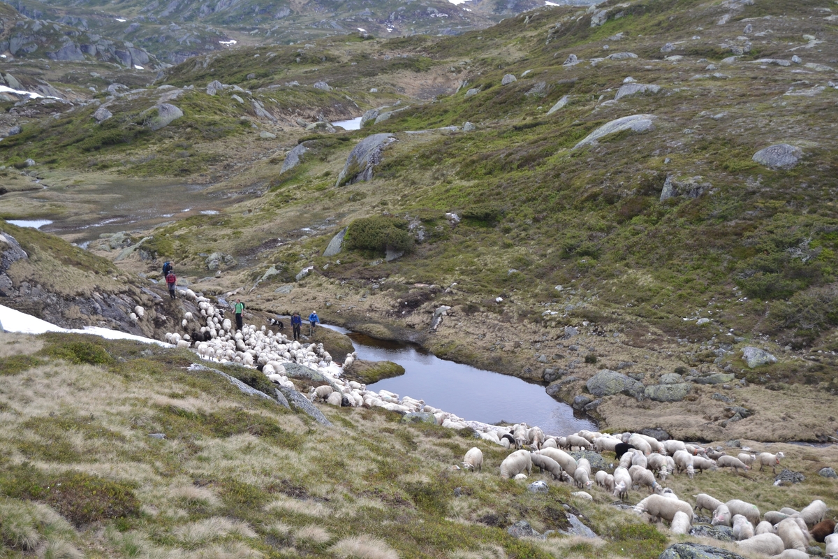 Bilder frå driving av sau frå Sandvigvatnet ved Suleskarvegen til Fjesjevassteane i Langvassheii. Det er rundt 850 sauer i flokken. Dei startar i avslessingsgarden og går langs Rågeloni og over brua som Jæren Smalalag har lagd over Sandvassåna.