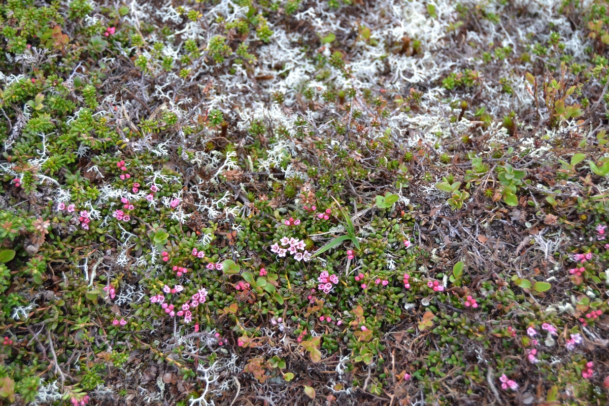 Bilder frå driving av sau frå Sandvigvatnet ved Suleskarvegen til Fjesjevassteane i Langvassheii. Det er rundt 850 sauer i flokken. Dei startar i avslessingsgarden og går langs Rågeloni og over brua som Jæren Smalalag har lagd over Sandvassåna.