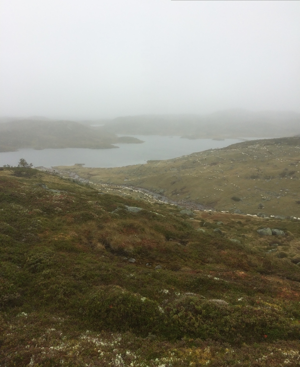 Samling av sauer frå heia. 5000 sauer blir samla ved Flåtå ved Monsvatnet. Bilde 12 og 13 er av eit revehi med mange inngangar. Bilde 14-21 er av Asbjørn Haga og Aina Gjesdal sine sauer.