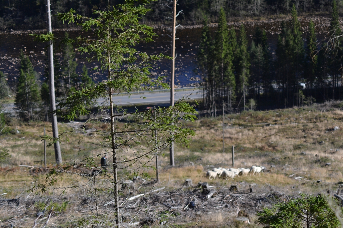 Asbjørn Haga, Marit Taksdal, Karl Marting Mattingsdal, Øyvind Jonasen, Tarjei Tjørhom og Kjell Johnny Lundtveit på ettersanking ved Langeid i Bygland. Dei fann nokre sauer til ein annen eigar i Setesdal og nokre av Marit Taksdal og Kjell Johnny Lundtveit sine sauer. Ein sau var skada og måtte fraktast med 6-hjuling. Dei fekk og skyss innover "Tyskervegen", ein veg bygd av tyskarane under 2. verdskrig.