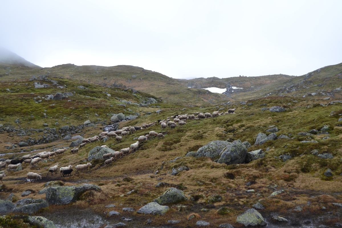 Bilder frå driving av sau frå Sandvigvatnet ved Suleskarvegen til Fjesjevassteane i Langvassheii. Det er rundt 850 sauer i flokken. Dei startar i avslessingsgarden og går langs Rågeloni og over brua som Jæren Smalalag har lagd over Sandvassåna.