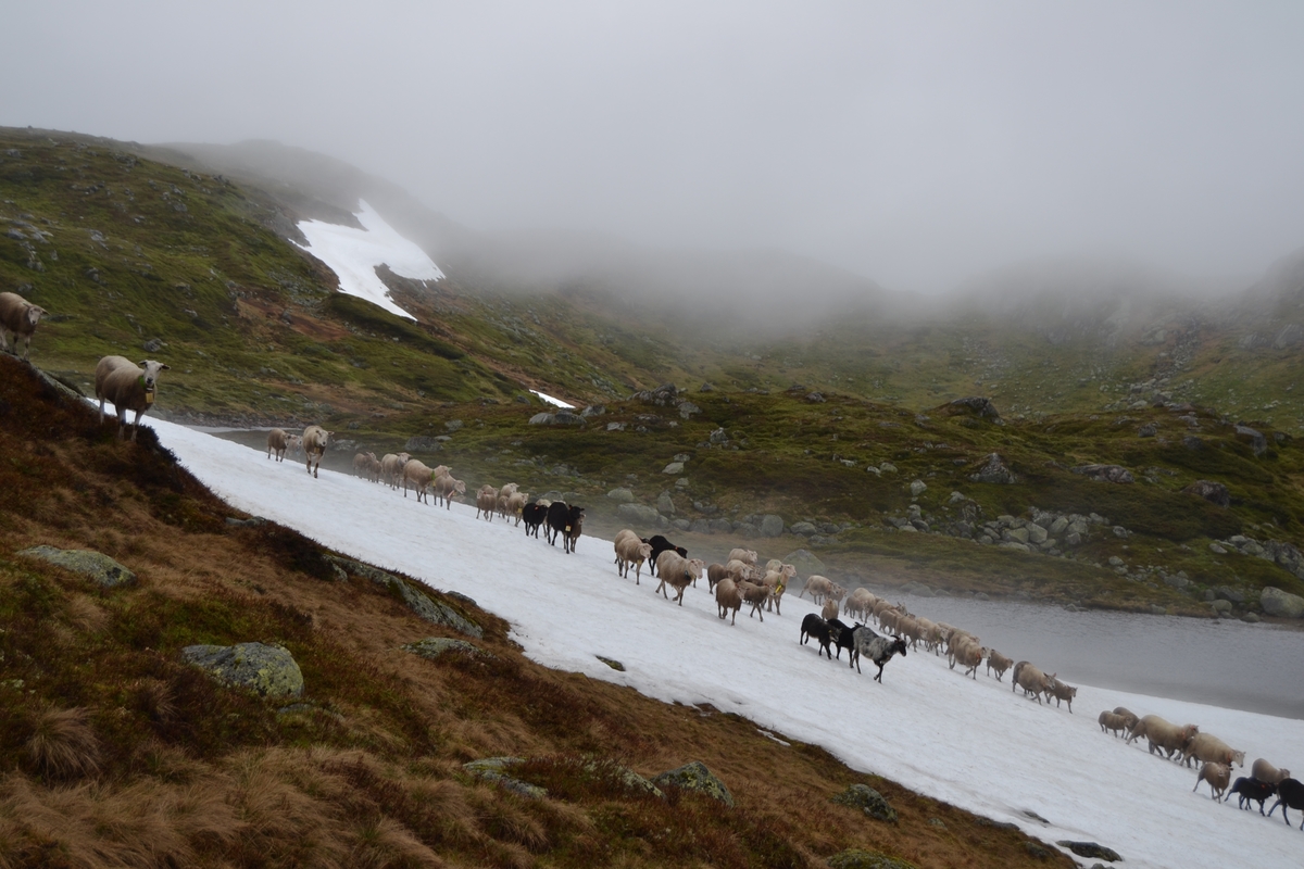 Bilder frå driving av sau frå Sandvigvatnet ved Suleskarvegen til Fjesjevassteane i Langvassheii. Det er rundt 850 sauer i flokken. Dei startar i avslessingsgarden og går langs Rågeloni og over brua som Jæren Smalalag har lagd over Sandvassåna.