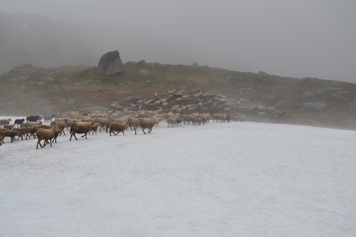 Bilder frå driving av sau frå Sandvigvatnet ved Suleskarvegen til Fjesjevassteane i Langvassheii. Det er rundt 850 sauer i flokken. Dei startar i avslessingsgarden og går langs Rågeloni og over brua som Jæren Smalalag har lagd over Sandvassåna.