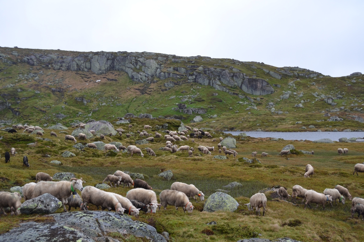 Bilder frå driving av sau frå Sandvigvatnet ved Suleskarvegen til Fjesjevassteane i Langvassheii. Det er rundt 850 sauer i flokken. Dei startar i avslessingsgarden og går langs Rågeloni og over brua som Jæren Smalalag har lagd over Sandvassåna.