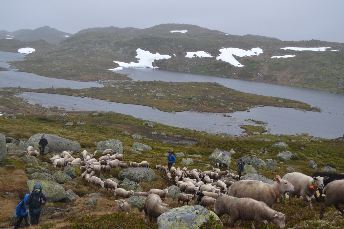 Bilder frå driving av sau frå Sandvigvatnet ved Suleskarvegen til Fjesjevassteane i Langvassheii. Det er rundt 850 sauer i flokken. Dei startar i avslessingsgarden og går langs Rågeloni og over brua som Jæren Smalalag har lagd over Sandvassåna.