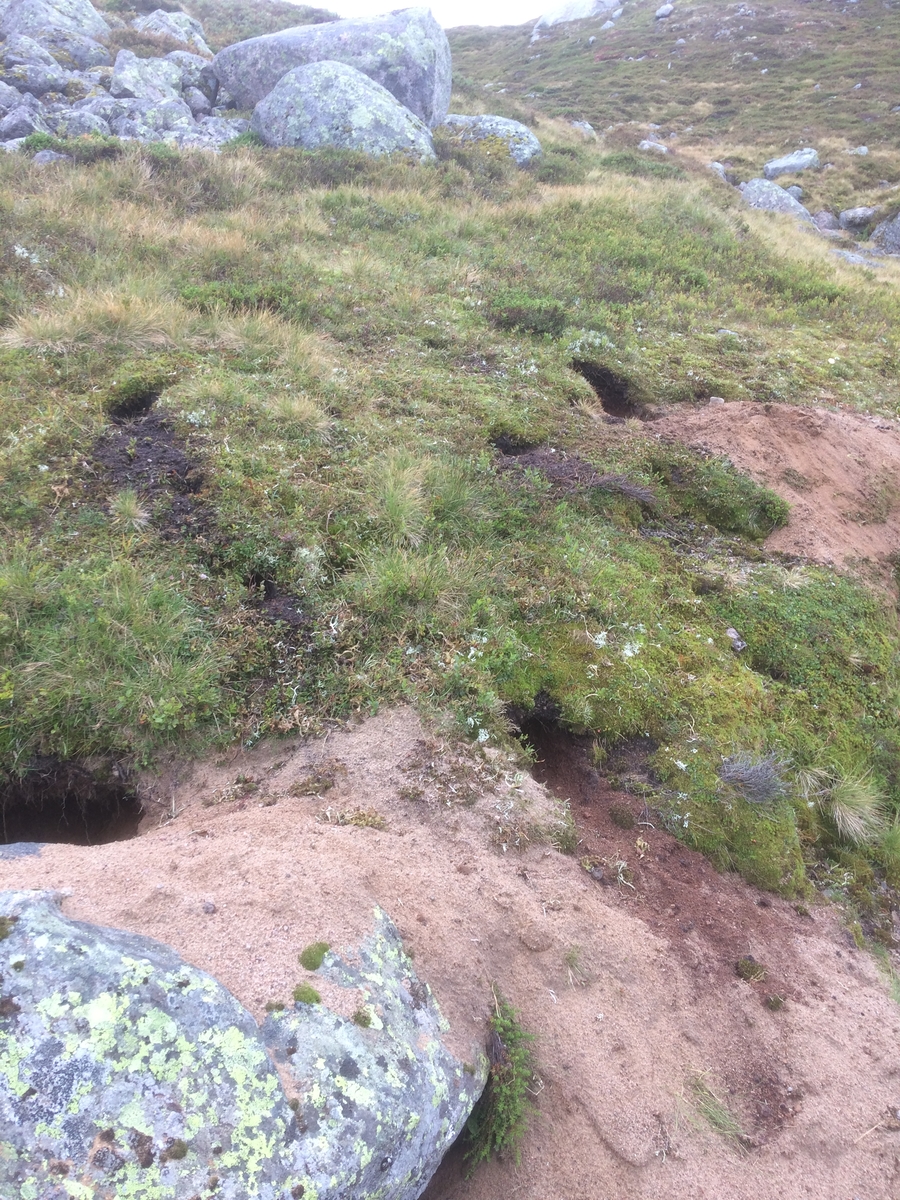 Samling av sauer frå heia. 5000 sauer blir samla ved Flåtå ved Monsvatnet. Bilde 12 og 13 er av eit revehi med mange inngangar. Bilde 14-21 er av Asbjørn Haga og Aina Gjesdal sine sauer.