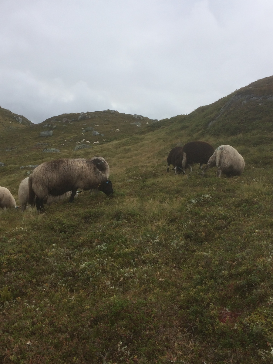 Samling av sauer frå heia. 5000 sauer blir samla ved Flåtå ved Monsvatnet. Bilde 12 og 13 er av eit revehi med mange inngangar. Bilde 14-21 er av Asbjørn Haga og Aina Gjesdal sine sauer.