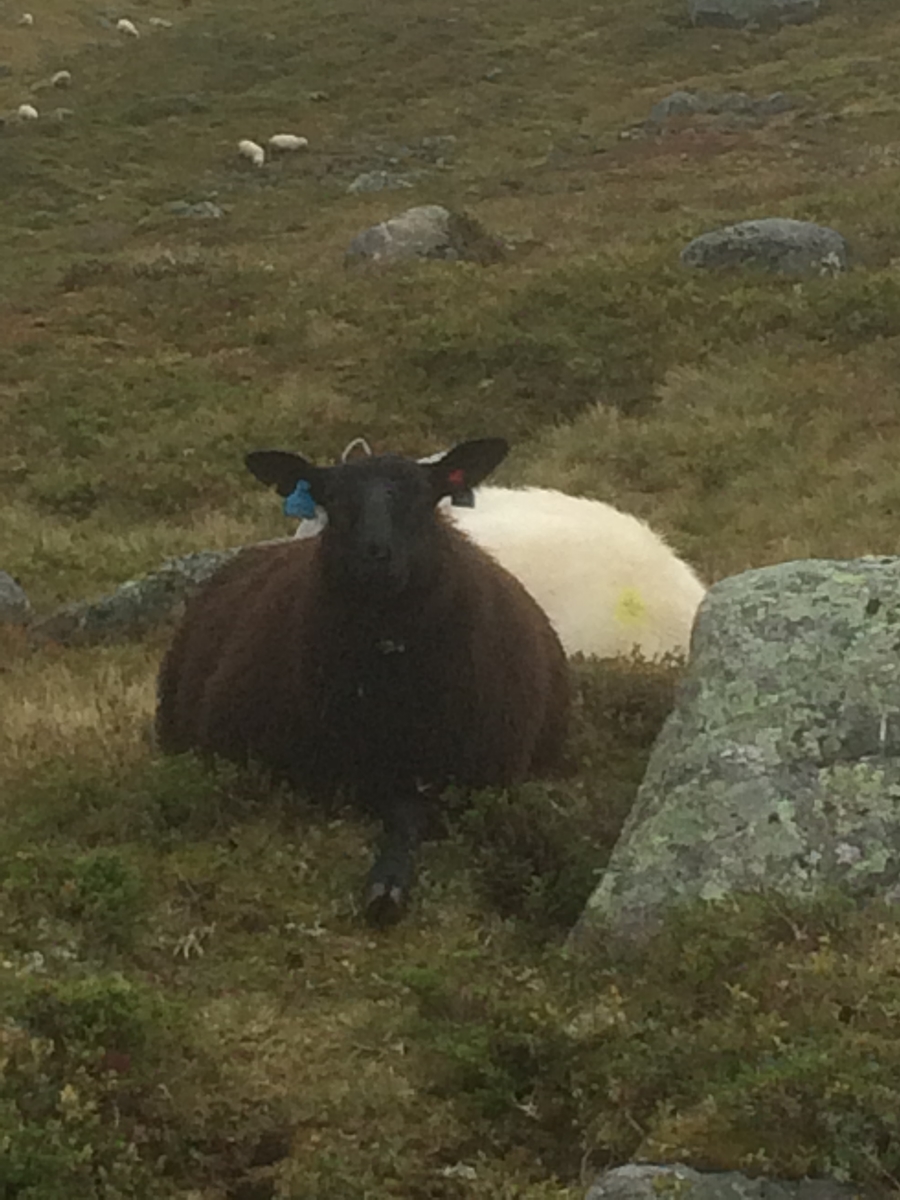 Samling av sauer frå heia. 5000 sauer blir samla ved Flåtå ved Monsvatnet. Bilde 12 og 13 er av eit revehi med mange inngangar. Bilde 14-21 er av Asbjørn Haga og Aina Gjesdal sine sauer.