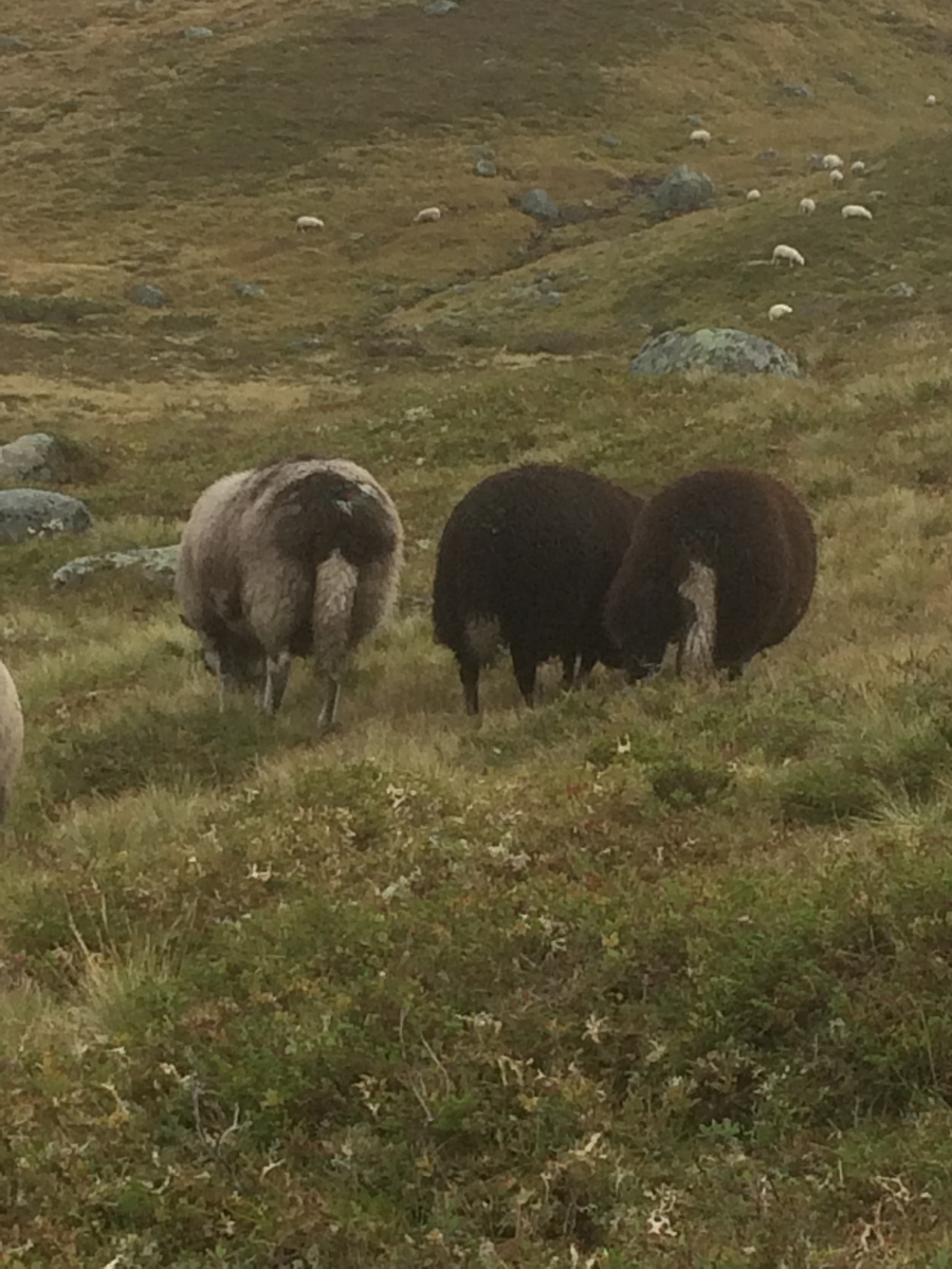 Samling av sauer frå heia. 5000 sauer blir samla ved Flåtå ved Monsvatnet. Bilde 12 og 13 er av eit revehi med mange inngangar. Bilde 14-21 er av Asbjørn Haga og Aina Gjesdal sine sauer.