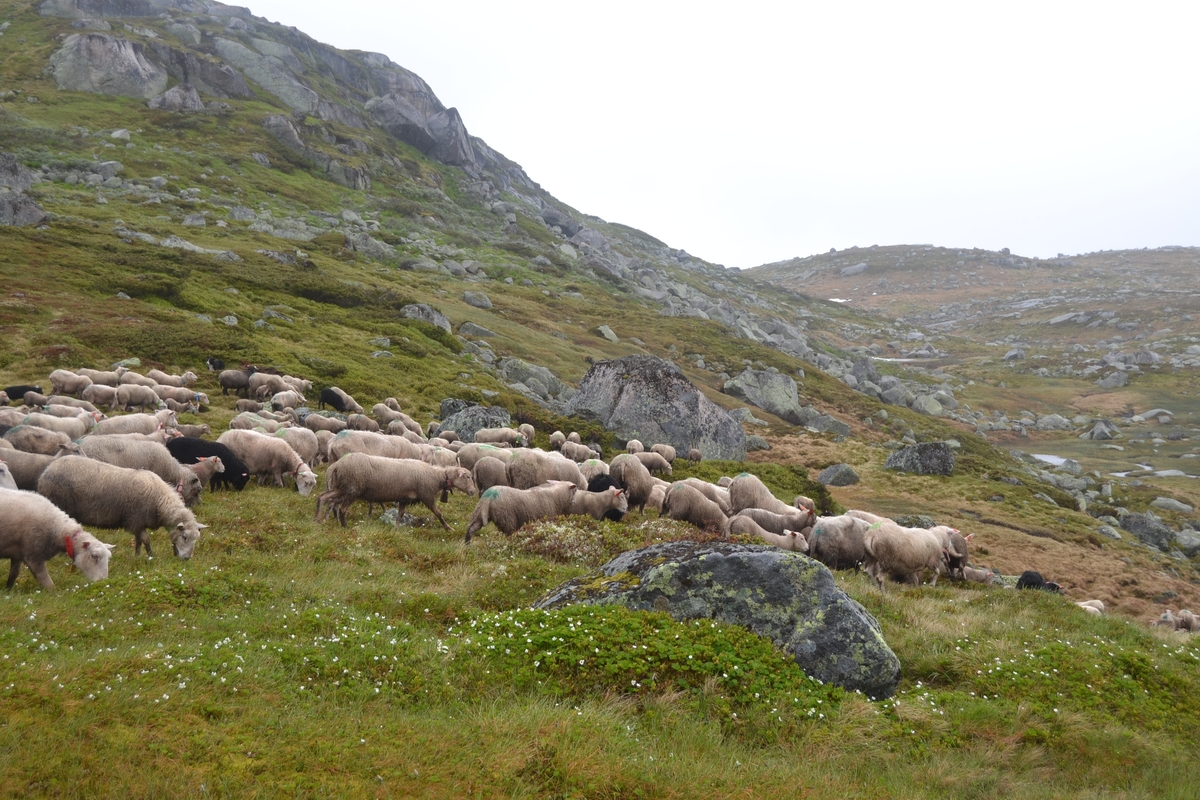 Bilder frå driving av sau frå Sandvigvatnet ved Suleskarvegen til Fjesjevassteane i Langvassheii. Det er rundt 850 sauer i flokken. Dei startar i avslessingsgarden og går langs Rågeloni og over brua som Jæren Smalalag har lagd over Sandvassåna.