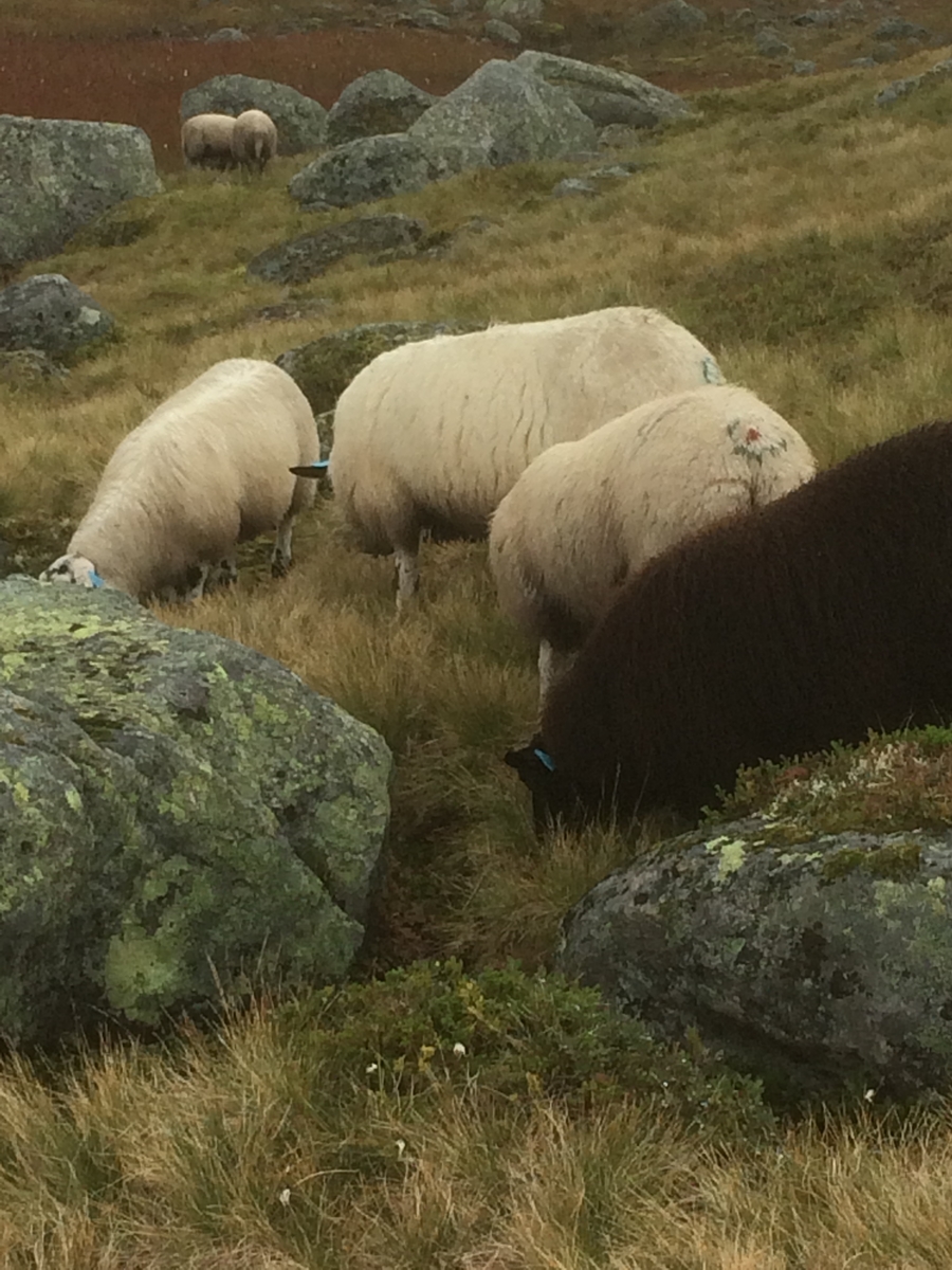 Samling av sauer frå heia. 5000 sauer blir samla ved Flåtå ved Monsvatnet. Bilde 12 og 13 er av eit revehi med mange inngangar. Bilde 14-21 er av Asbjørn Haga og Aina Gjesdal sine sauer.