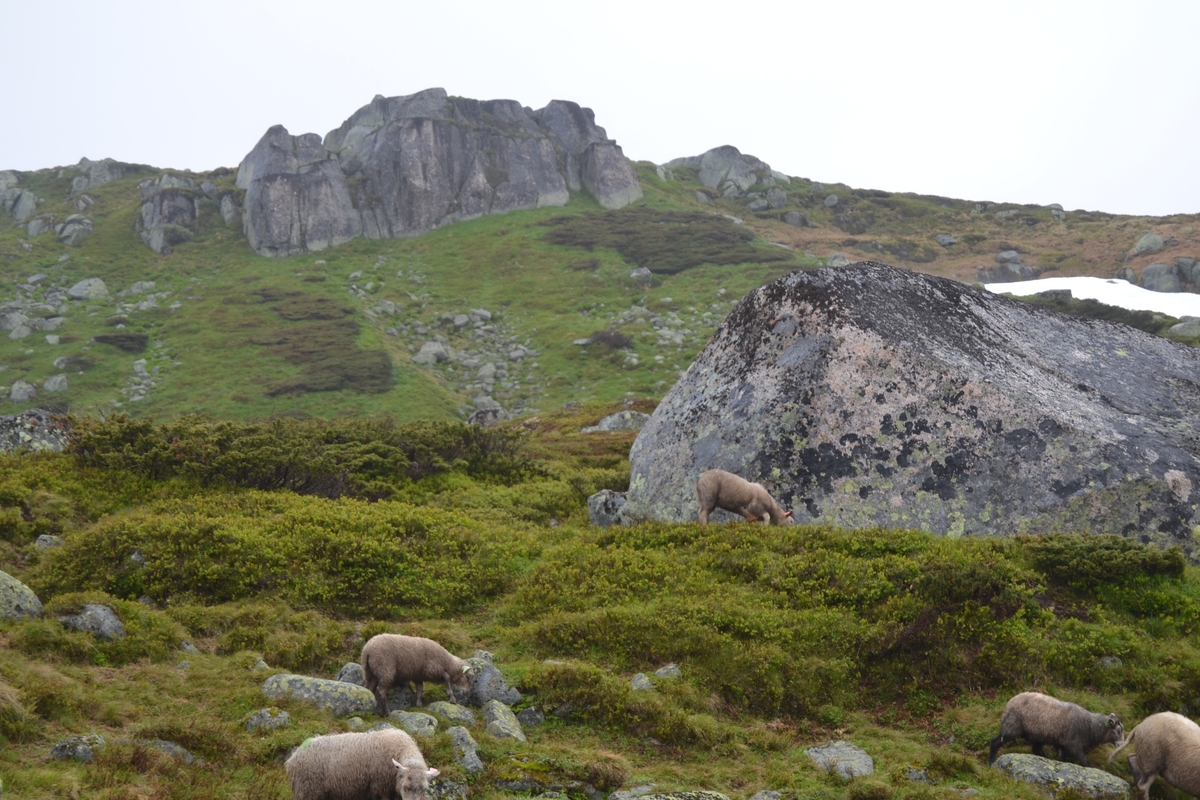 Bilder frå driving av sau frå Sandvigvatnet ved Suleskarvegen til Fjesjevassteane i Langvassheii. Det er rundt 850 sauer i flokken. Dei startar i avslessingsgarden og går langs Rågeloni og over brua som Jæren Smalalag har lagd over Sandvassåna.