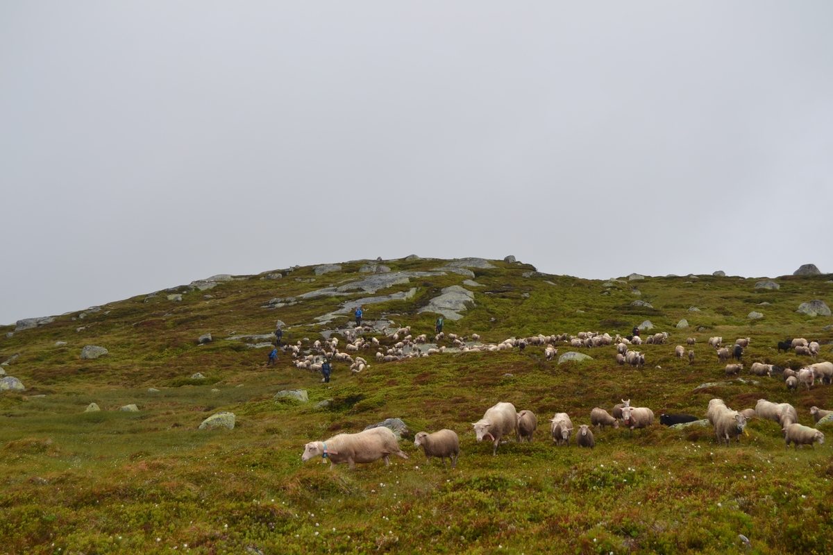Bilder frå driving av sau frå Sandvigvatnet ved Suleskarvegen til Fjesjevassteane i Langvassheii. Det er rundt 850 sauer i flokken. Dei startar i avslessingsgarden og går langs Rågeloni og over brua som Jæren Smalalag har lagd over Sandvassåna.