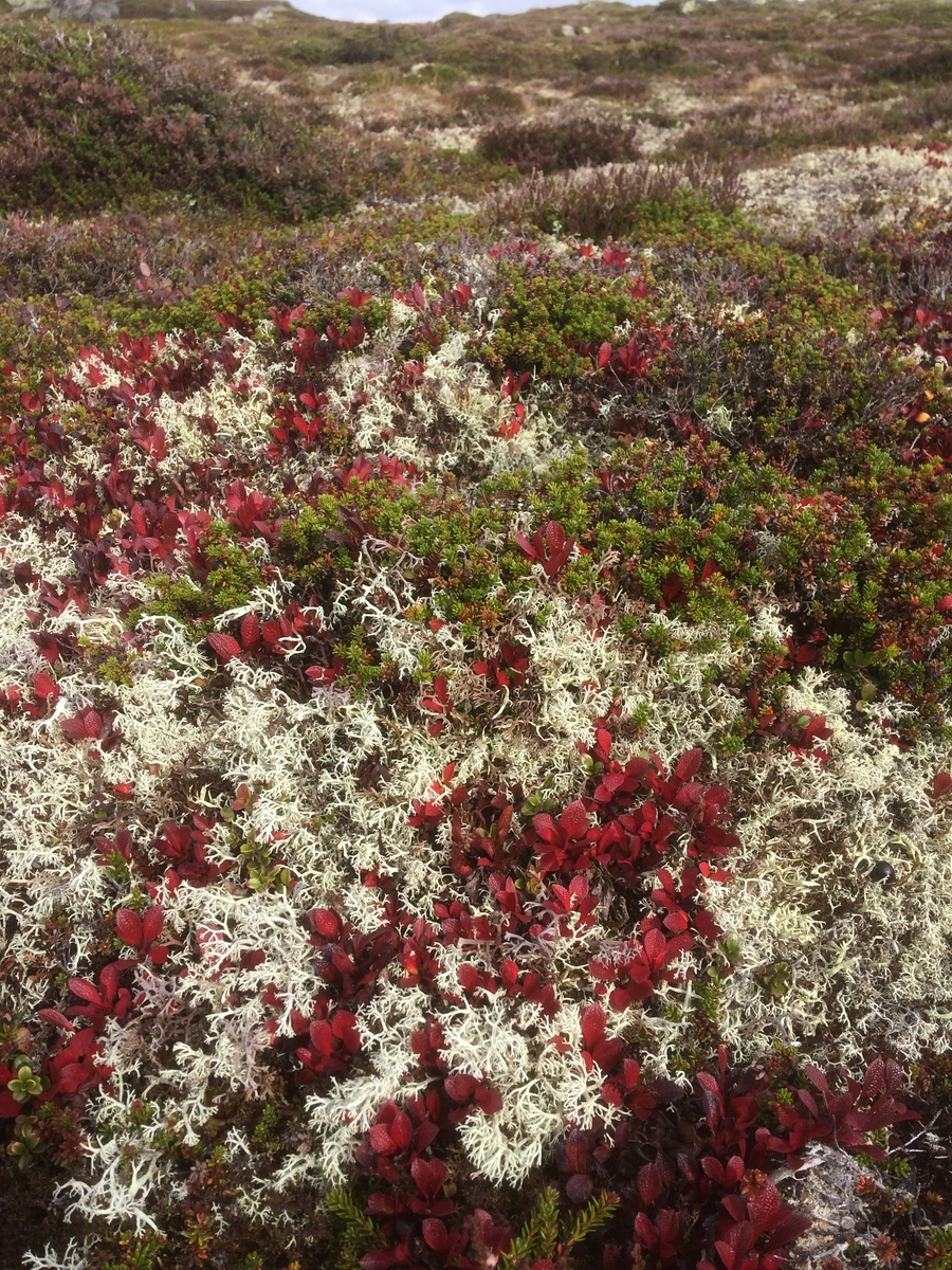 Samling av sauer frå heia. 5000 sauer blir samla ved Flåtå ved Monsvatnet. Bilde 12 og 13 er av eit revehi med mange inngangar. Bilde 14-21 er av Asbjørn Haga og Aina Gjesdal sine sauer.