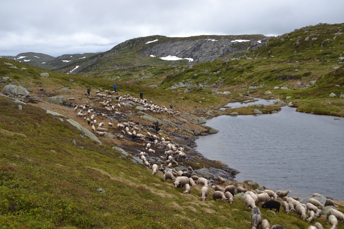 Bilder frå driving av sau frå Sandvigvatnet ved Suleskarvegen til Fjesjevassteane i Langvassheii. Det er rundt 850 sauer i flokken. Dei startar i avslessingsgarden og går langs Rågeloni og over brua som Jæren Smalalag har lagd over Sandvassåna.