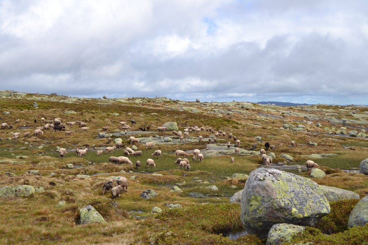 Bilder frå driving av sau frå Sandvigvatnet ved Suleskarvegen til Fjesjevassteane i Langvassheii. Det er rundt 850 sauer i flokken. Dei startar i avslessingsgarden og går langs Rågeloni og over brua som Jæren Smalalag har lagd over Sandvassåna.