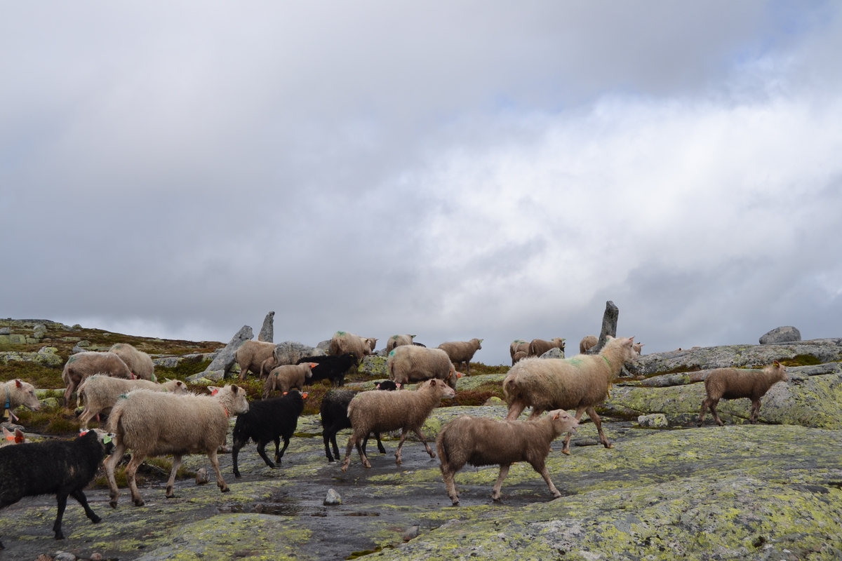 Bilder frå driving av sau frå Sandvigvatnet ved Suleskarvegen til Fjesjevassteane i Langvassheii. Det er rundt 850 sauer i flokken. Dei startar i avslessingsgarden og går langs Rågeloni og over brua som Jæren Smalalag har lagd over Sandvassåna.