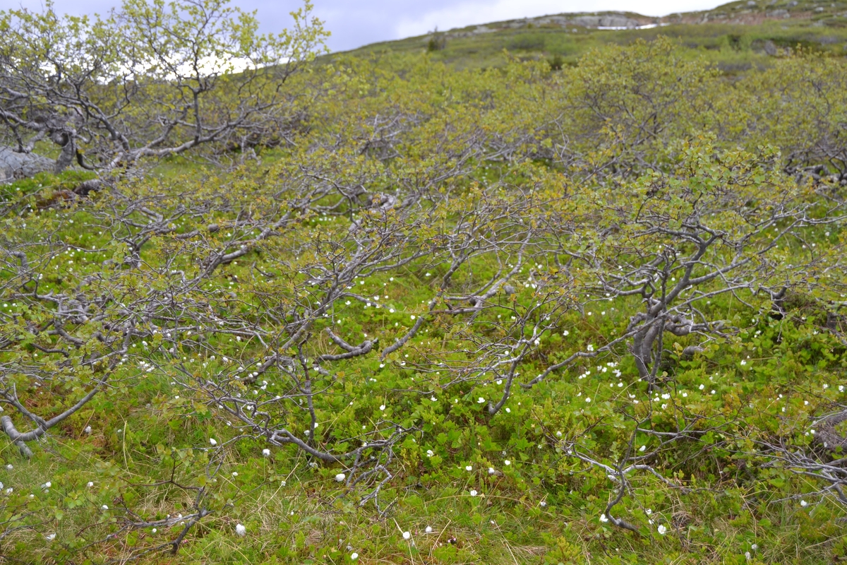 Bilder frå driving av sau frå Sandvigvatnet ved Suleskarvegen til Fjesjevassteane i Langvassheii. Det er rundt 850 sauer i flokken. Dei startar i avslessingsgarden og går langs Rågeloni og over brua som Jæren Smalalag har lagd over Sandvassåna.