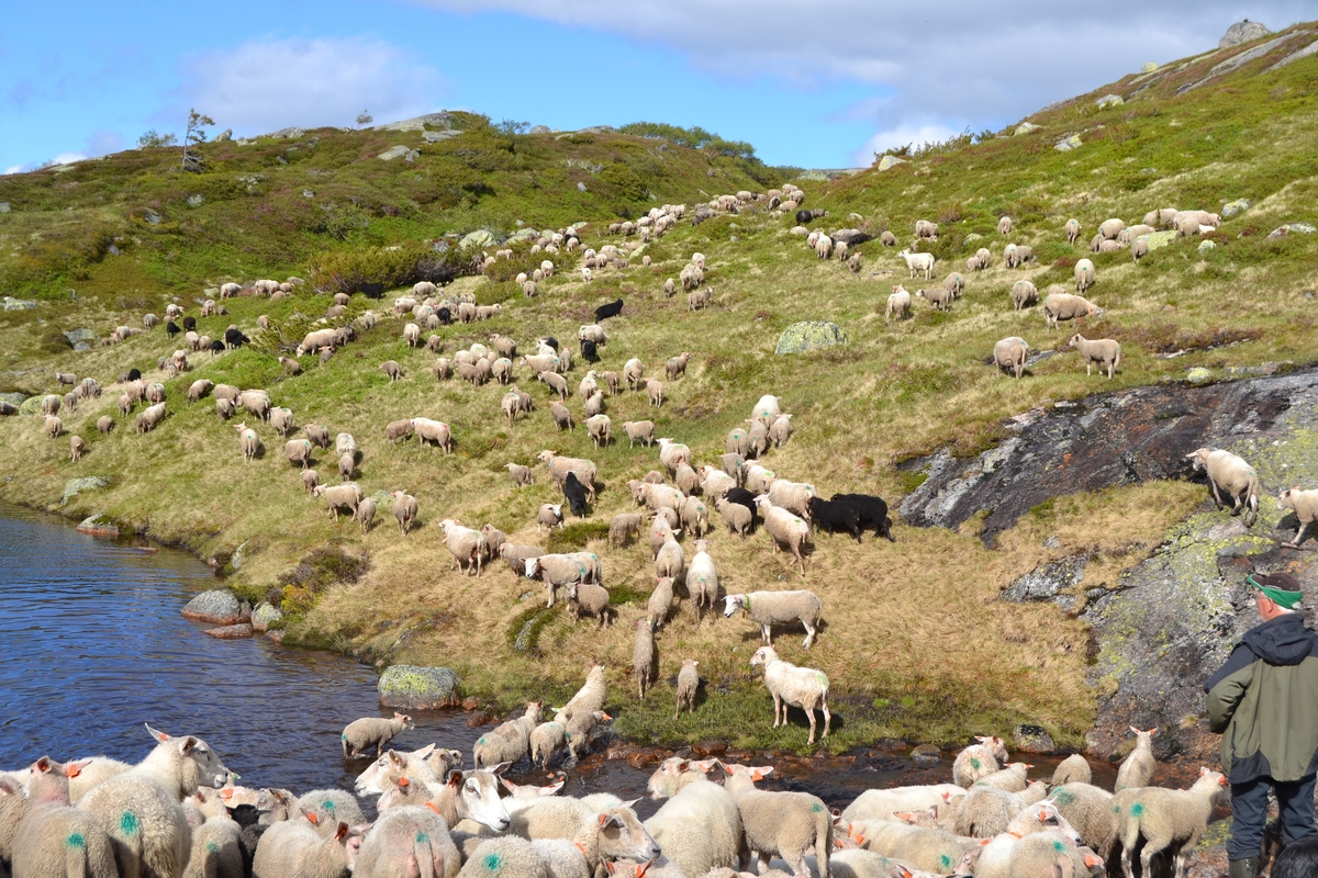 Bilder frå driving av sau frå Sandvigvatnet ved Suleskarvegen til Fjesjevassteane i Langvassheii. Det er rundt 850 sauer i flokken. Dei startar i avslessingsgarden og går langs Rågeloni og over brua som Jæren Smalalag har lagd over Sandvassåna.