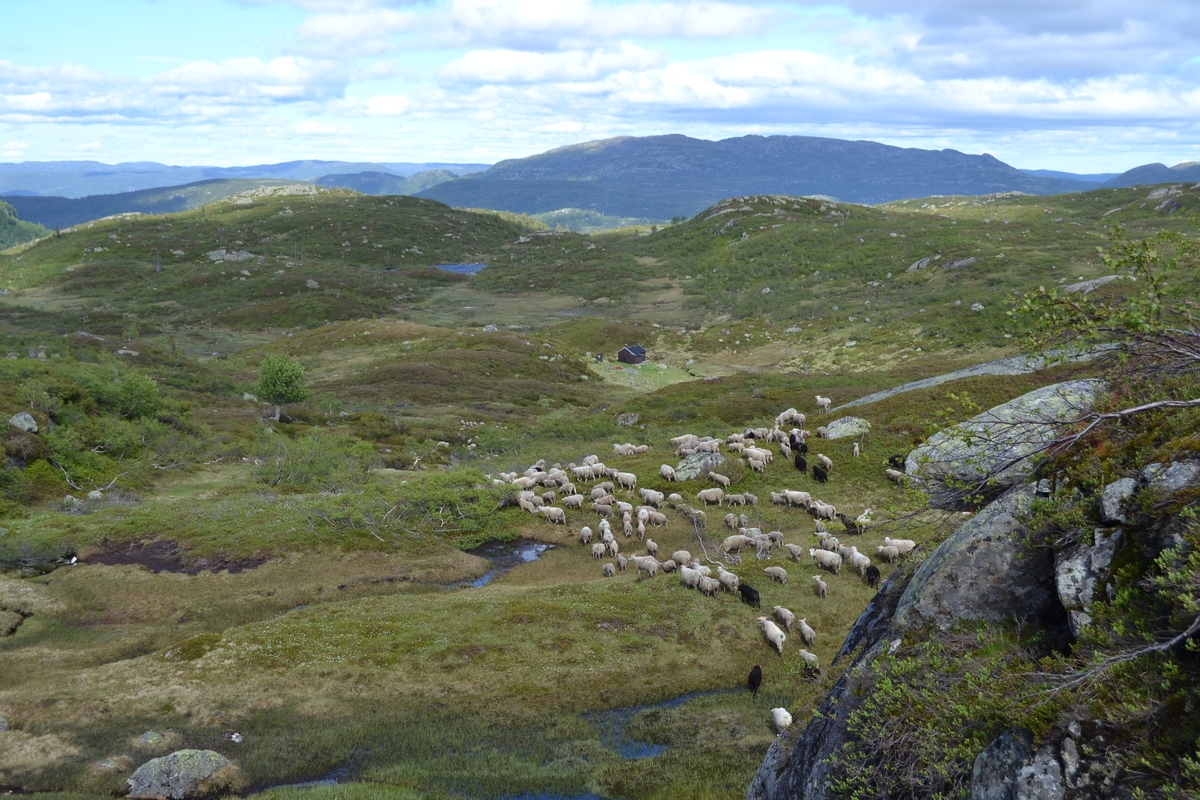 Bilder frå driving av sau frå Sandvigvatnet ved Suleskarvegen til Fjesjevassteane i Langvassheii. Det er rundt 850 sauer i flokken. Dei startar i avslessingsgarden og går langs Rågeloni og over brua som Jæren Smalalag har lagd over Sandvassåna.