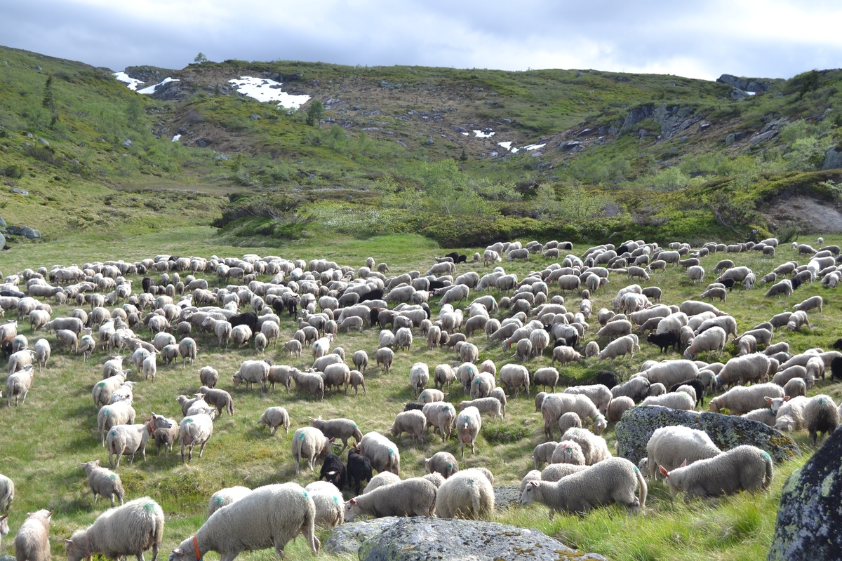 Bilder frå driving av sau frå Sandvigvatnet ved Suleskarvegen til Fjesjevassteane i Langvassheii. Det er rundt 850 sauer i flokken. Dei startar i avslessingsgarden og går langs Rågeloni og over brua som Jæren Smalalag har lagd over Sandvassåna.