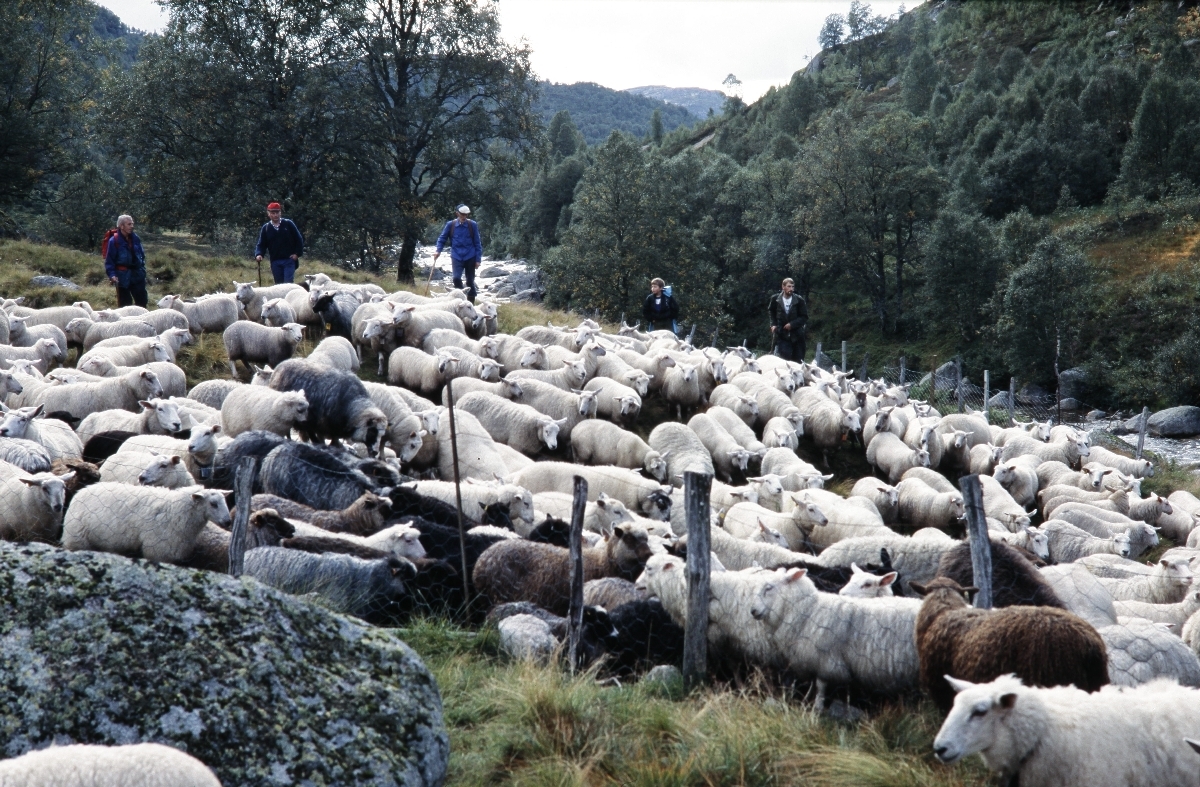 Samling. Sau på veg inn i samlehagen.