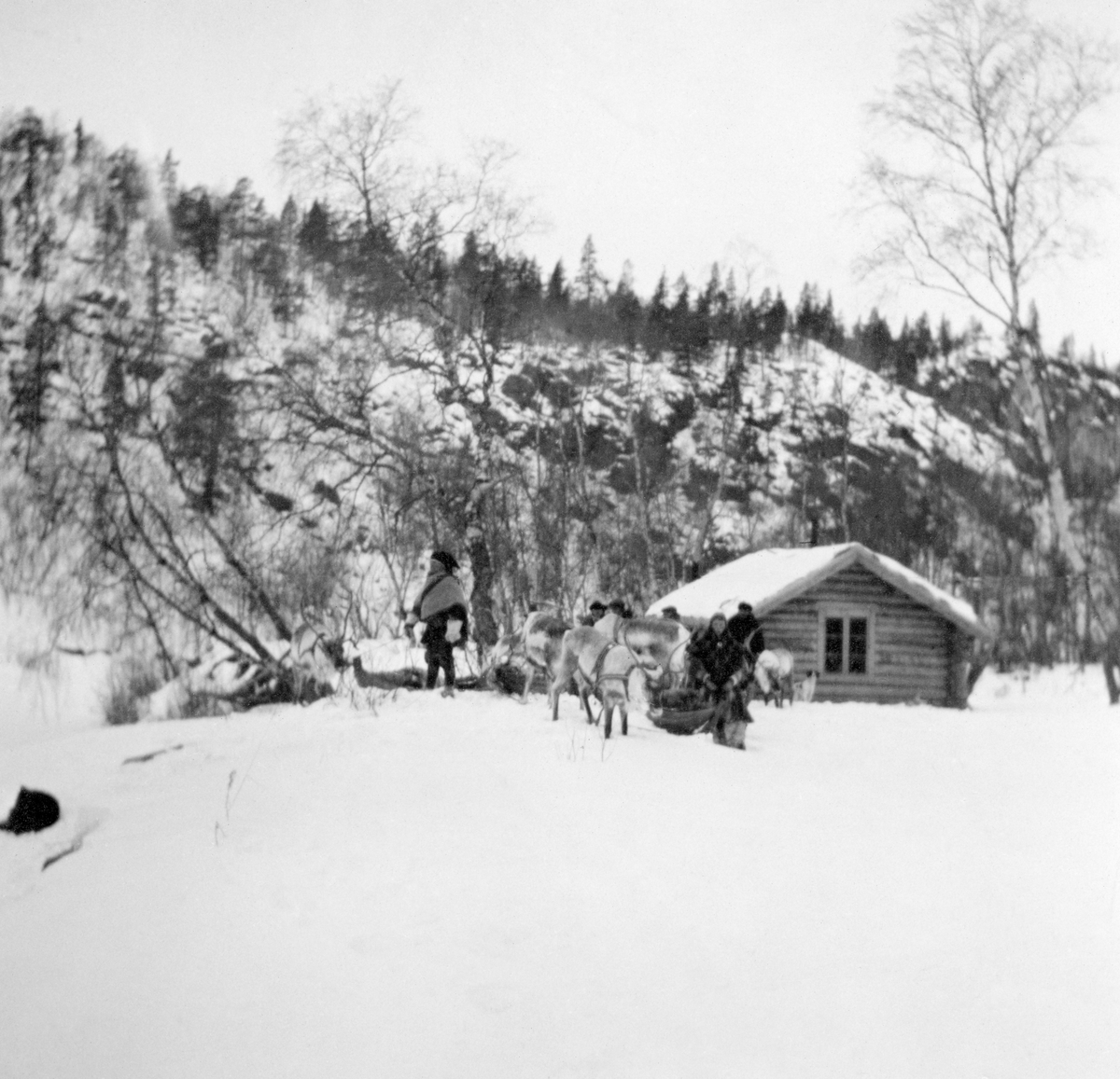 skogstue, folk i sameklær, reinsdyrkaravane