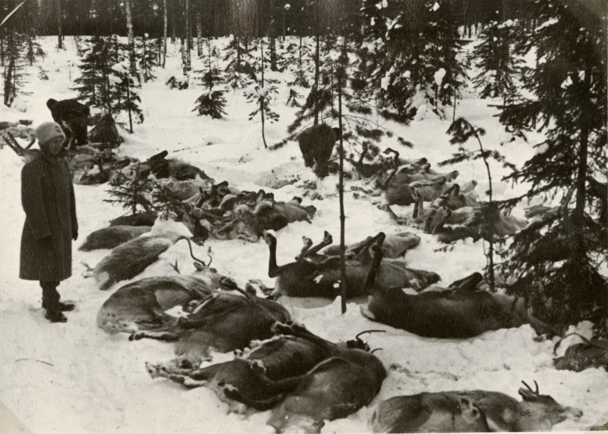 Text i fotoalbum: "Renskiljning vid Töre febr 1940. "