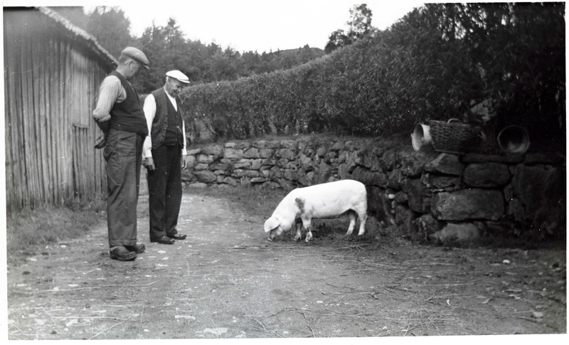 Gustav Bengtsson (1893 - 1979) och en okänd man (till höger) står på Vommedal Västergård "Hanses" gårdsplan, okänt årtal. De tittar på en liten gris som bökar på marken.