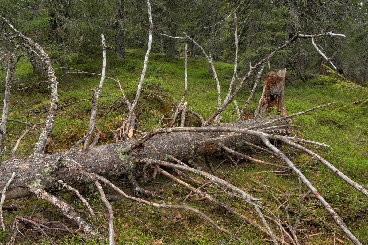 Fra Kjølberget i Våler kommune,  hvor arbeidet med å bygge et vindkraftverk med 13 vindturbiner nettopp hadde startet da bildet ble tatt. Vindkraft. Bildet viser gammelskog, og er tatt nær toppen av åsryggen. Kjølberget vindkraftverk. I følge undersøkelser gjort noen år i forveien var ojmrådet i svært liten grad preget av tidligere skogbruk, og enklete partier av skogen på toppen kunne minne mye om urskog.