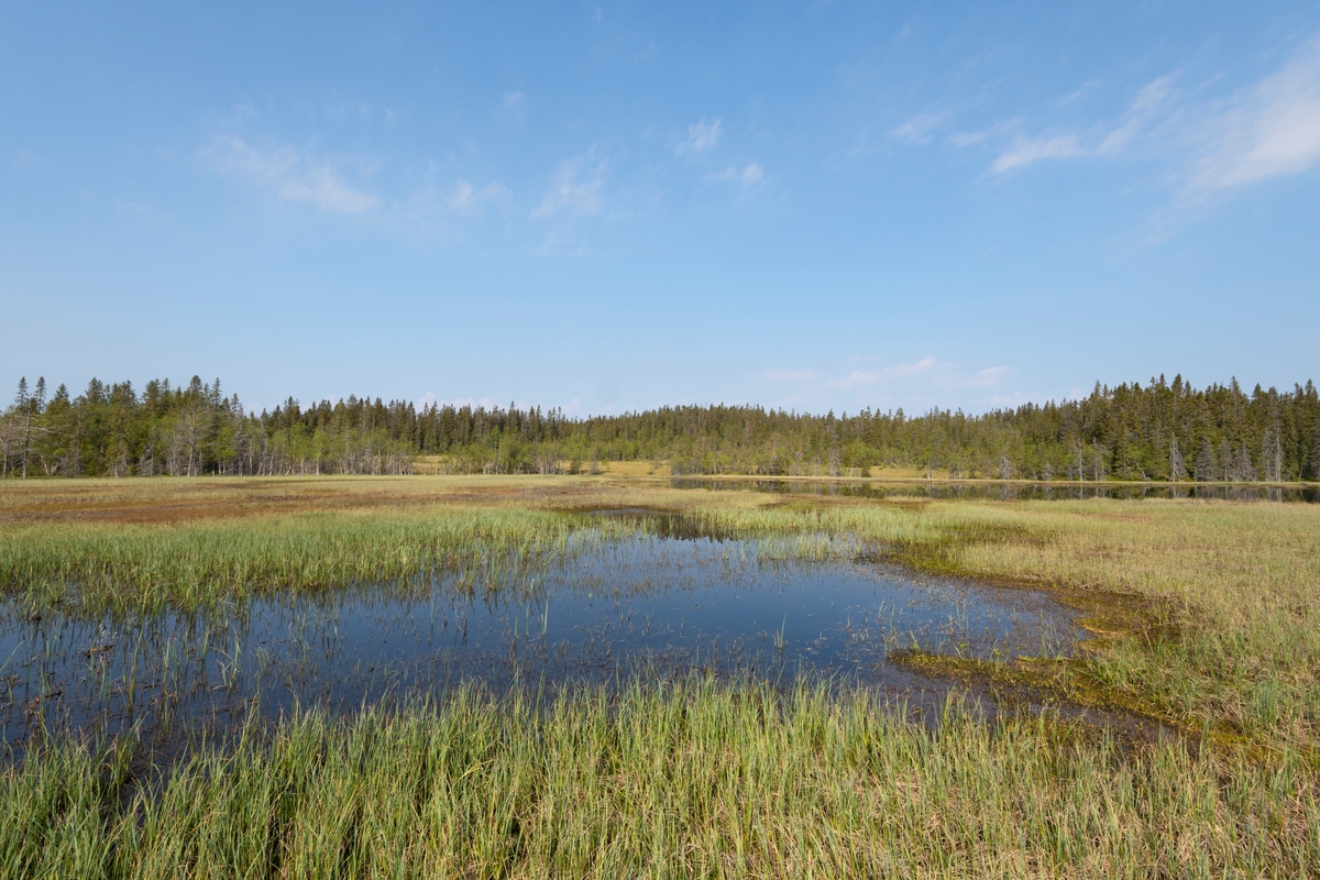 Ved Stortjernet på Tjernmyrene i Buberget naturreservat, Våler, Hedmark. Bak åsryggen i bakgrunnen var arbeidet med å bygge et vindkraftverk nettopp startet. Vindkraft. Skogstjern. Vann. Skogsvann. Myr. Myrlandskap. Landskap. Kjølberget vindkraftverk.